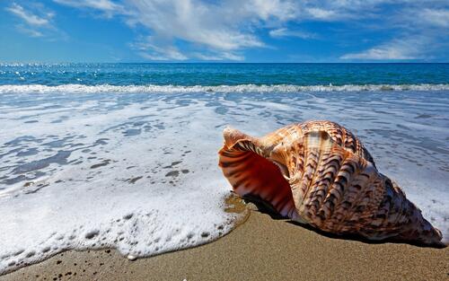 A large seashell on the beach