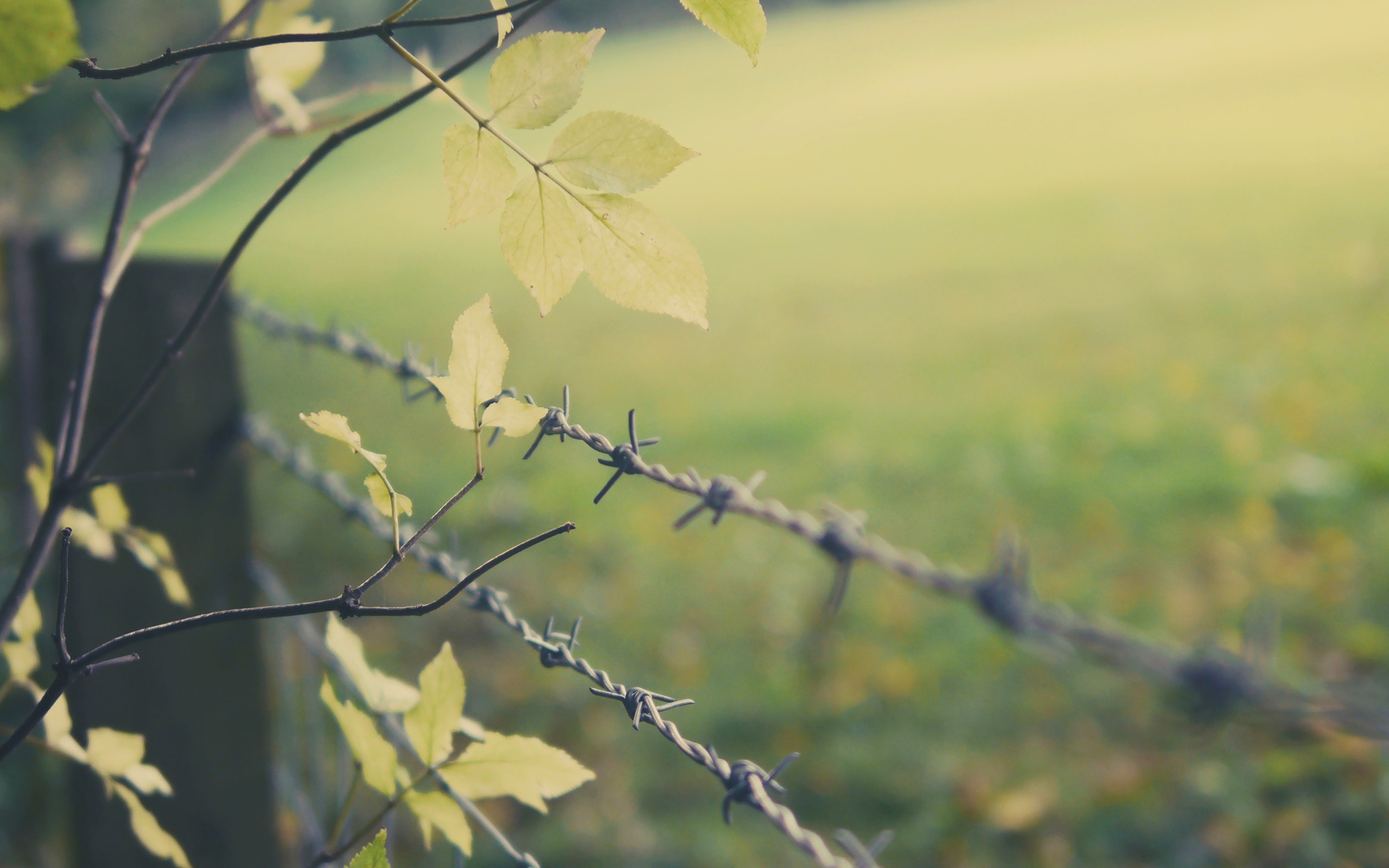 Фото бесплатно листья, ветки, забор