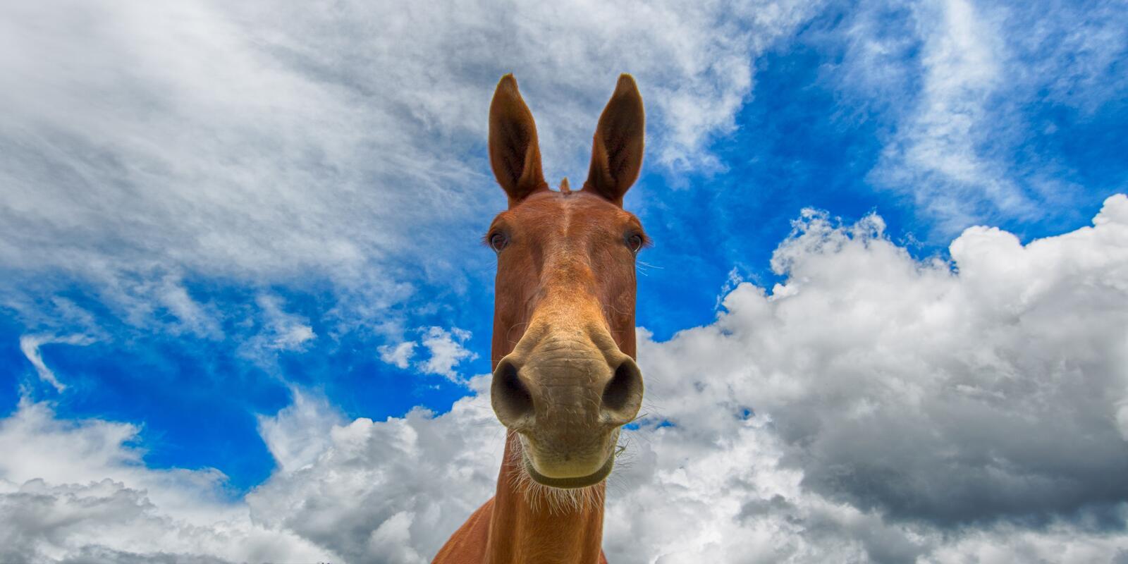 Wallpapers wallpaper horse browse clouds on the desktop
