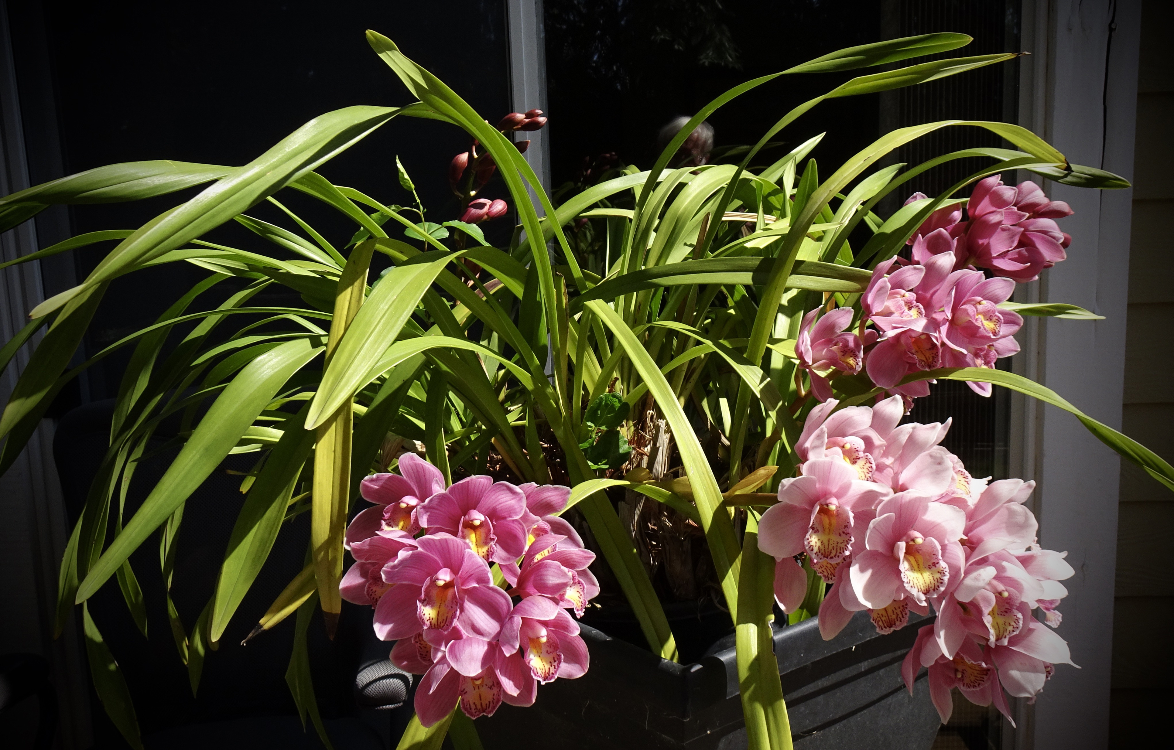 Фото бесплатно цветок, орхидея, розовый цвет