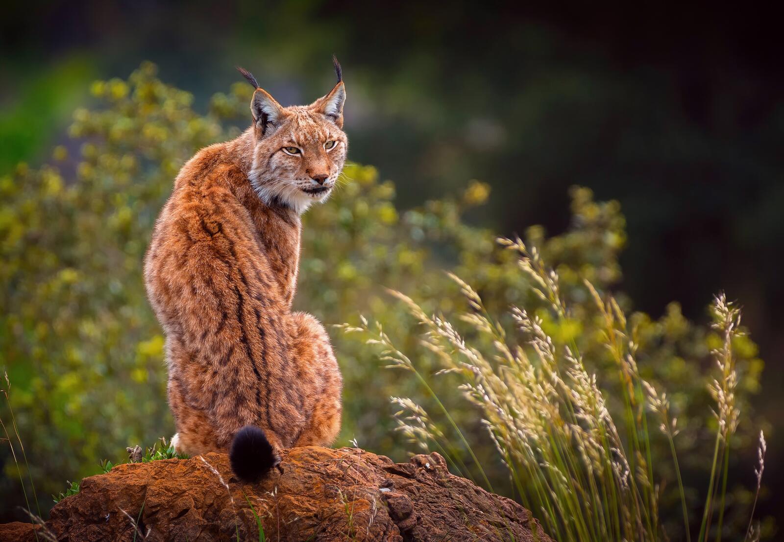 Free photo Lynx turned around at the photographer