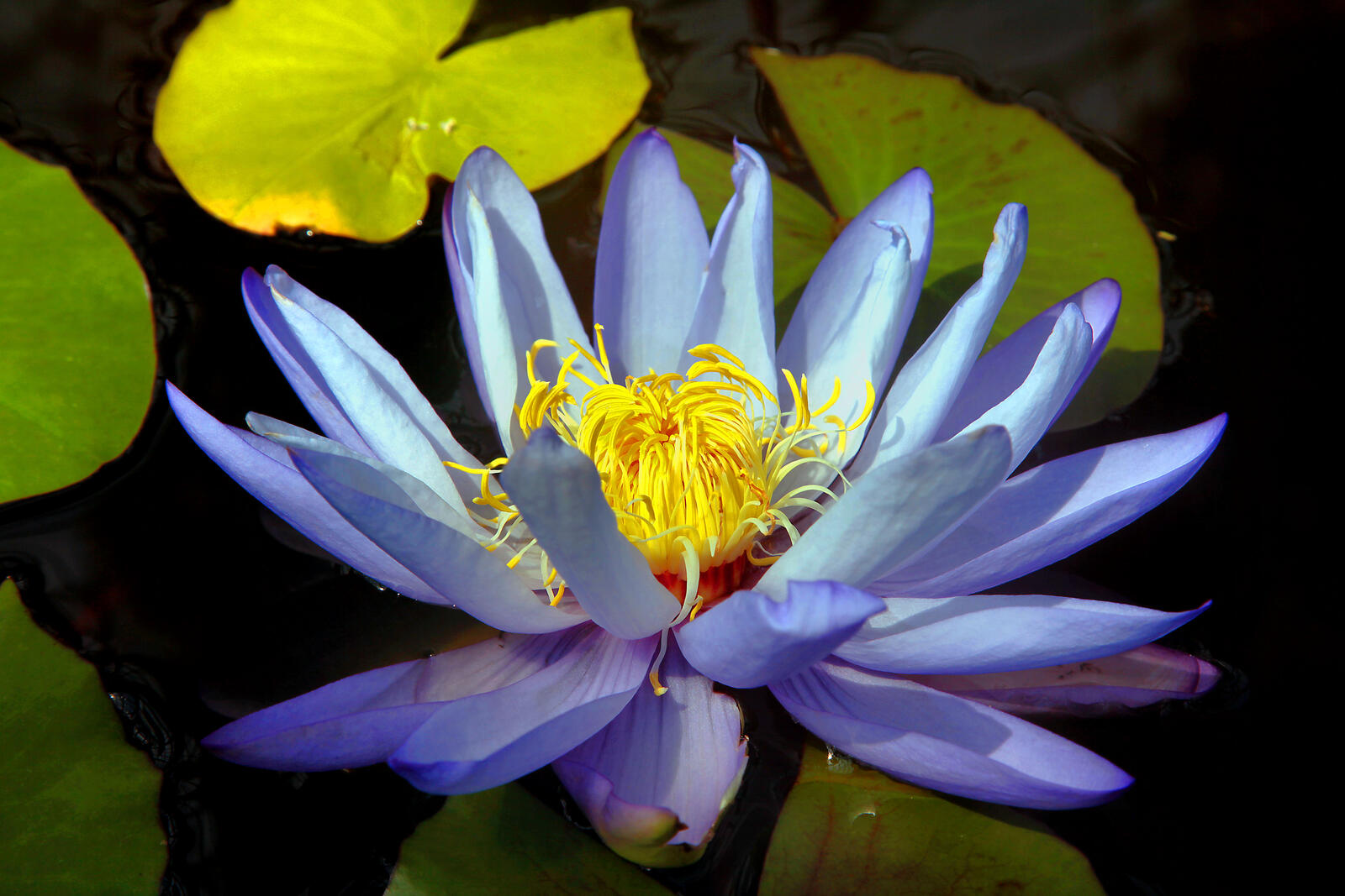 Wallpapers flowers water lily lotuses on the desktop