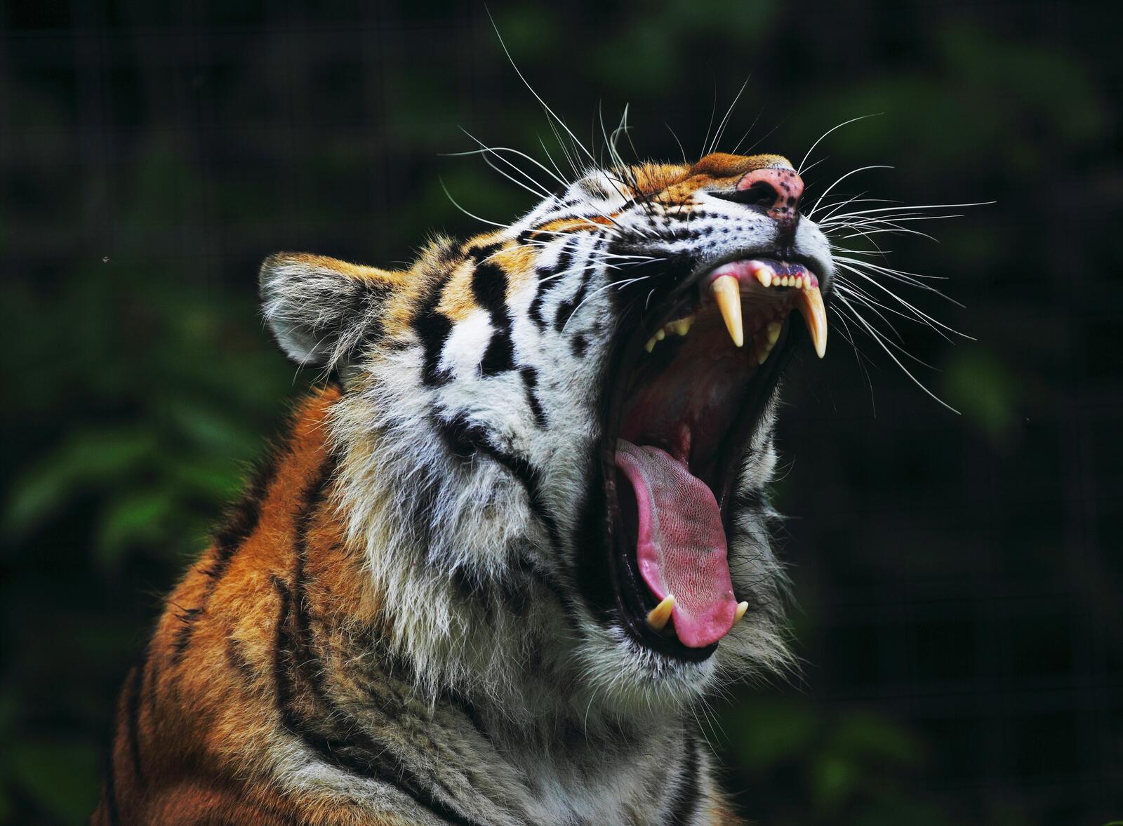 Обои тигр зевать хищник на рабочий стол