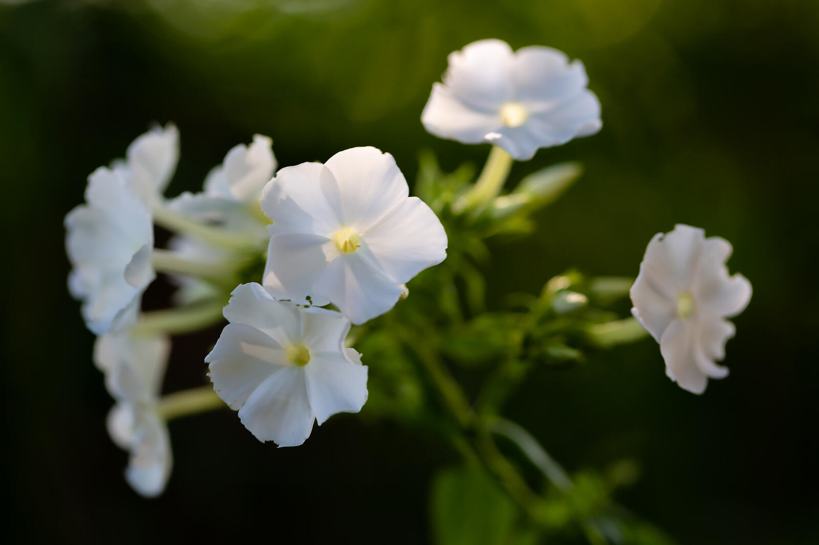 免费照片白色的凤仙花
