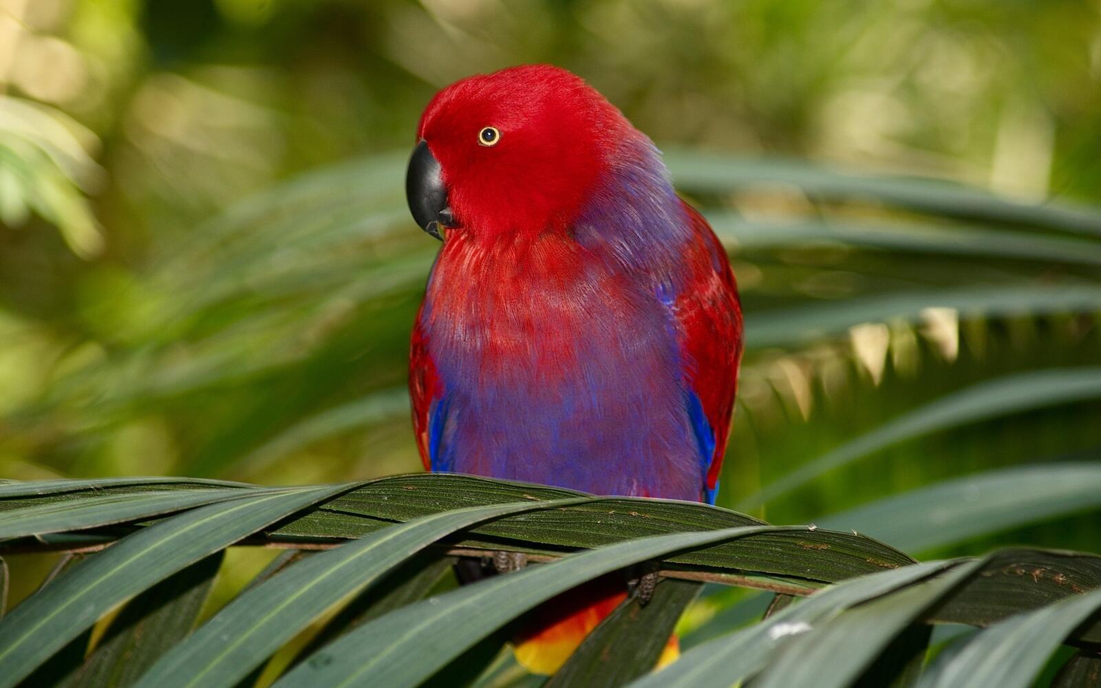 Обои обои красный попугай клюв птицы на рабочий стол