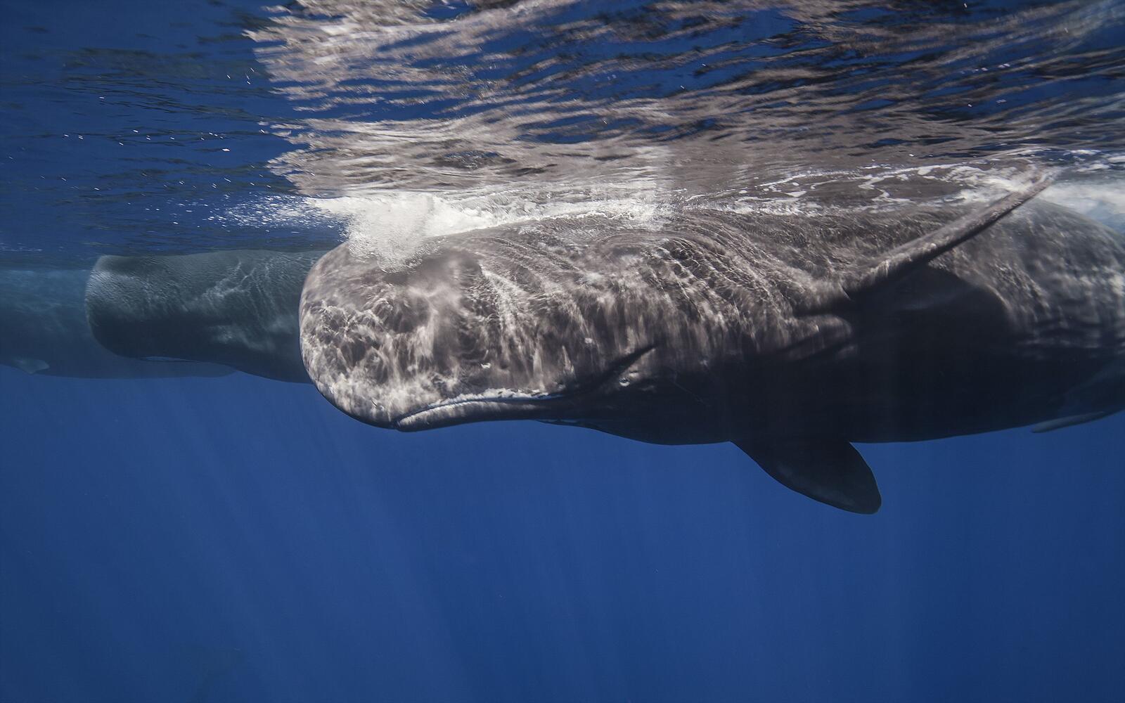 Обои киты дельфины и морские свиньи кит ветровая волна на рабочий стол