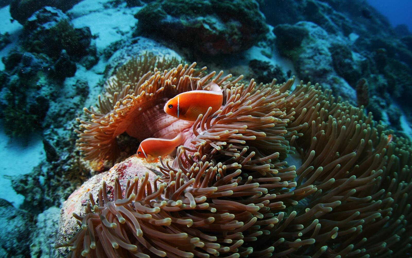 Обои анемон коралловый риф рыбы на рабочий стол