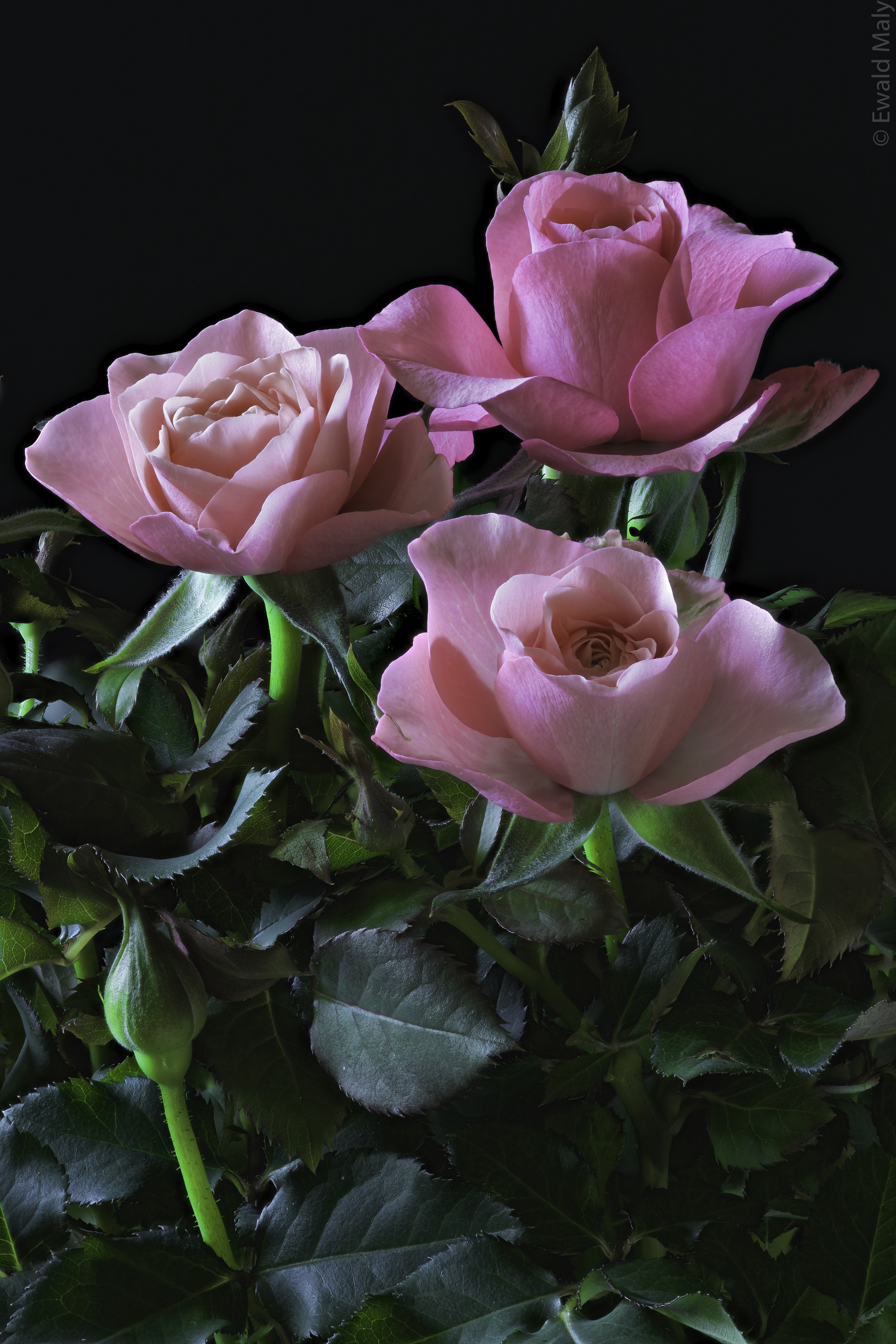 Обои три розы букет розовые розы на рабочий стол