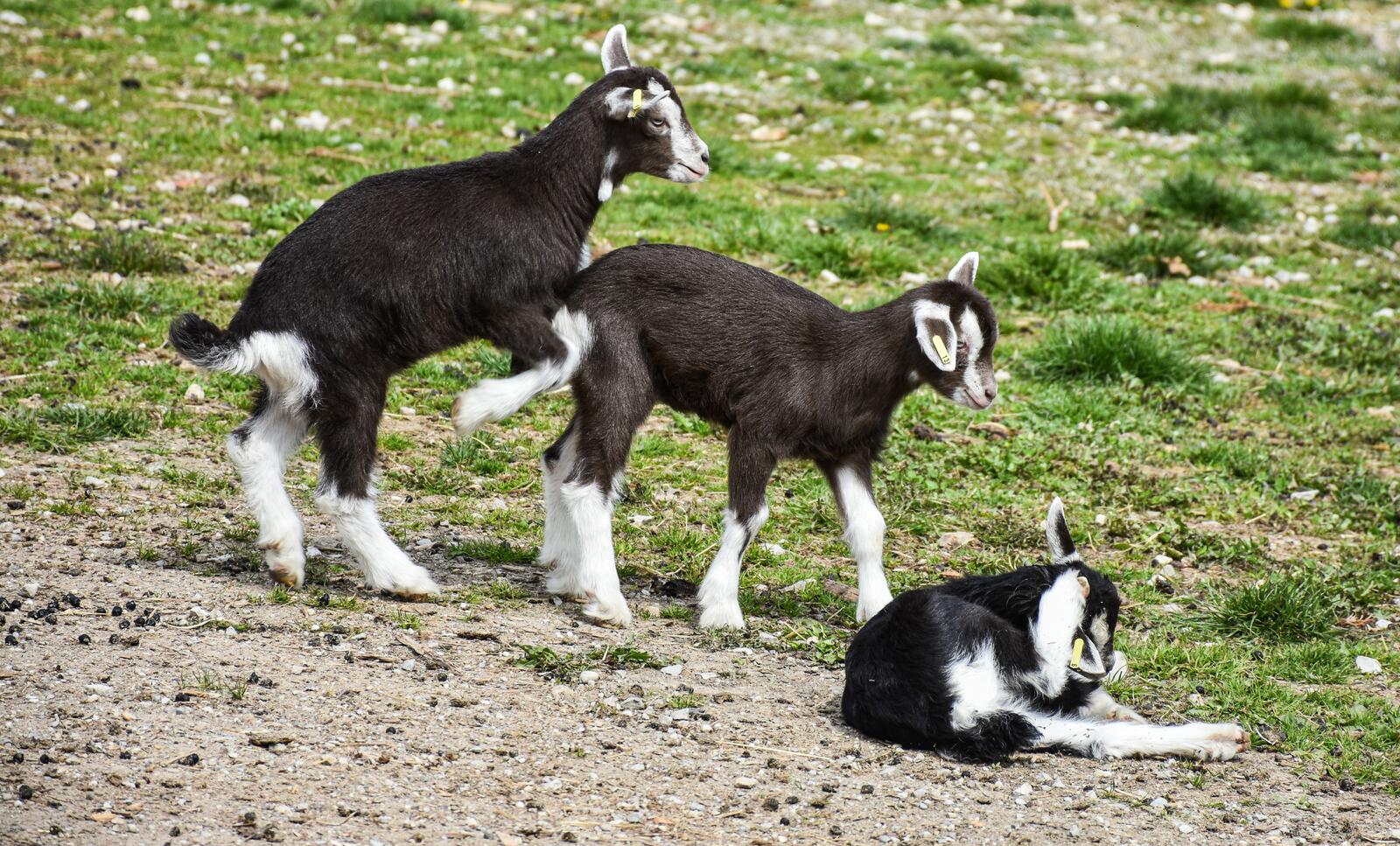 Обои животное коза трава на рабочий стол