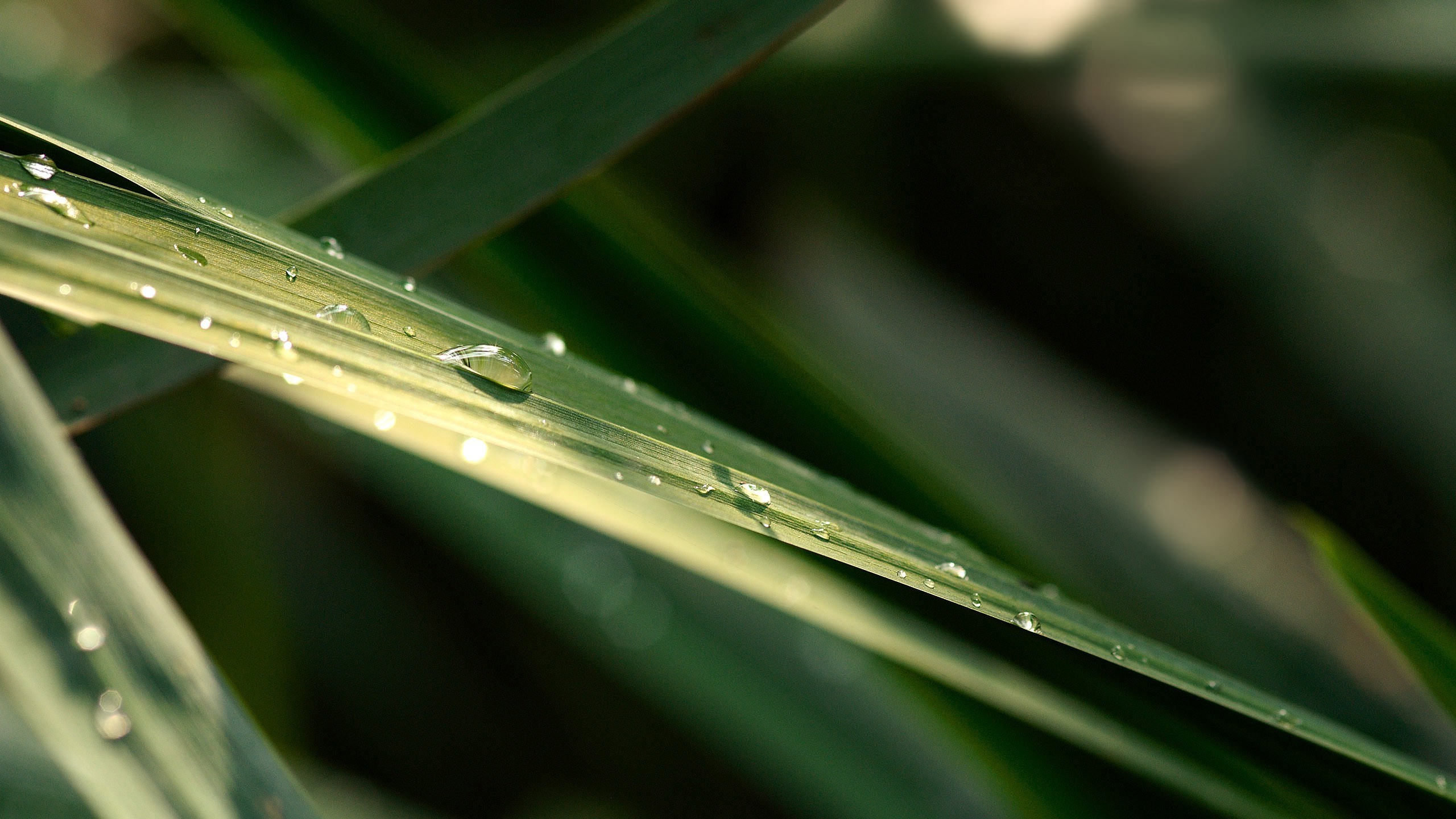 Зеленая травинка с каплями воды