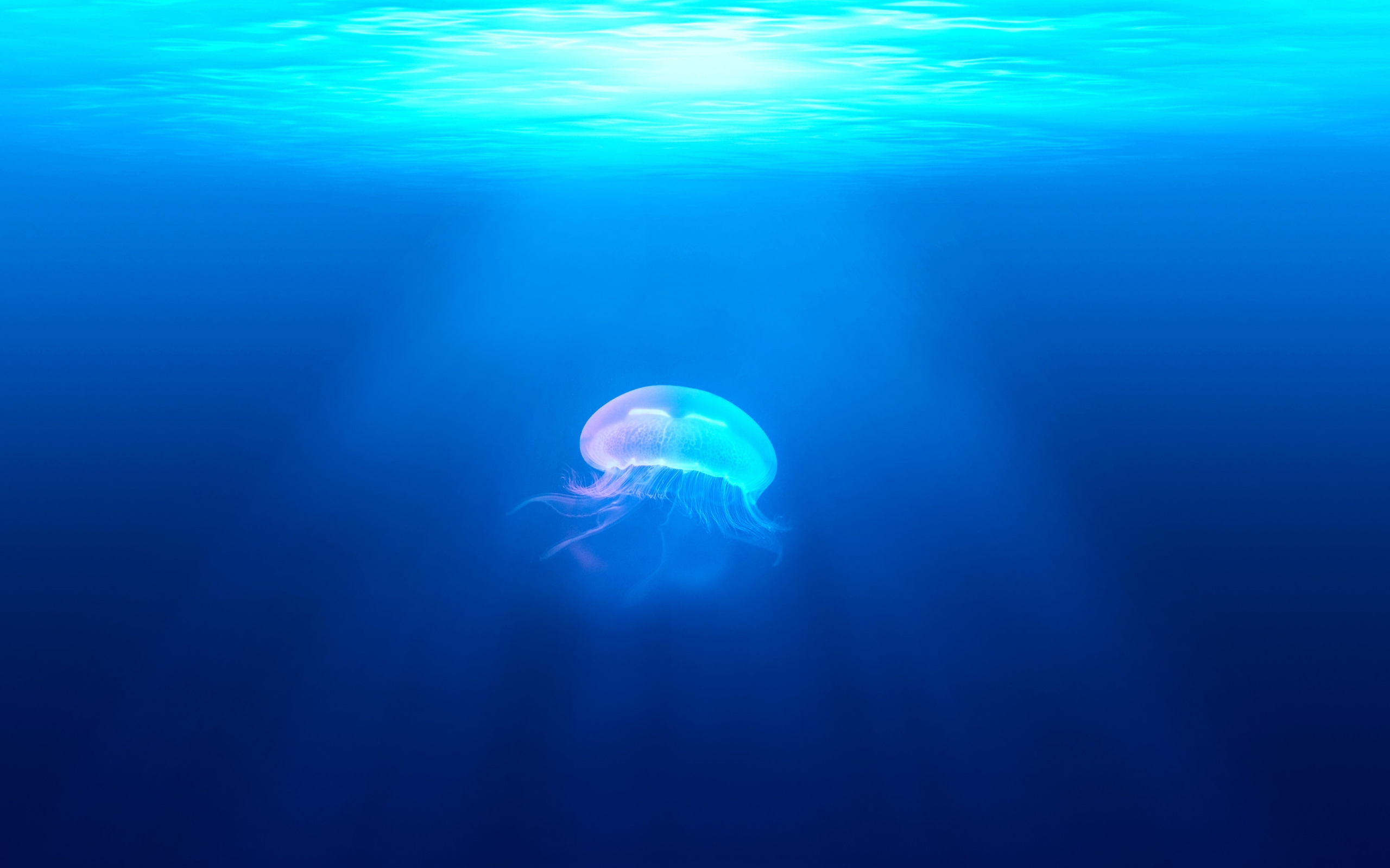 Фото бесплатно обои медуза, солнечный свет, подводный