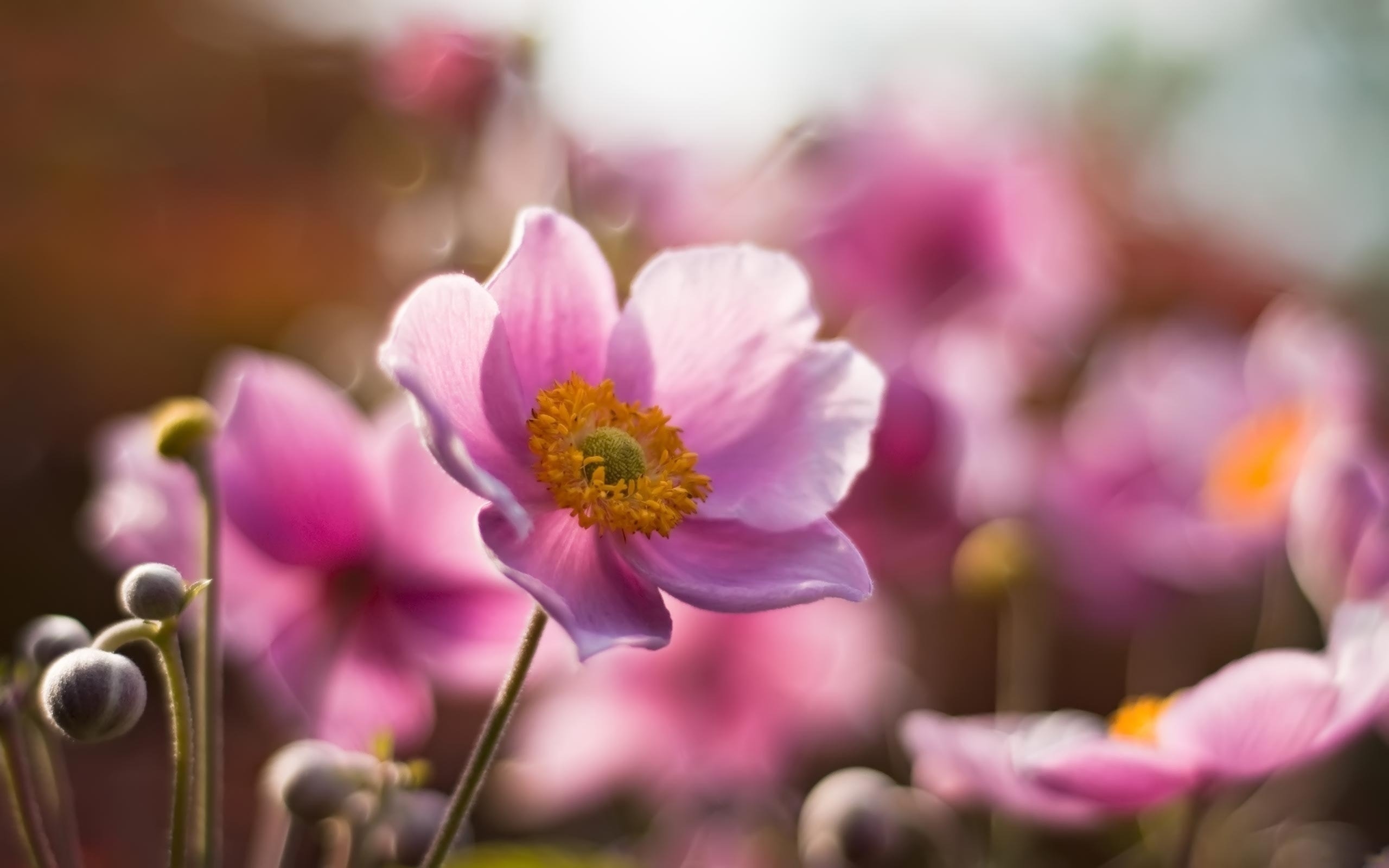 Photo free close, wallpaper pink poppy, flowers