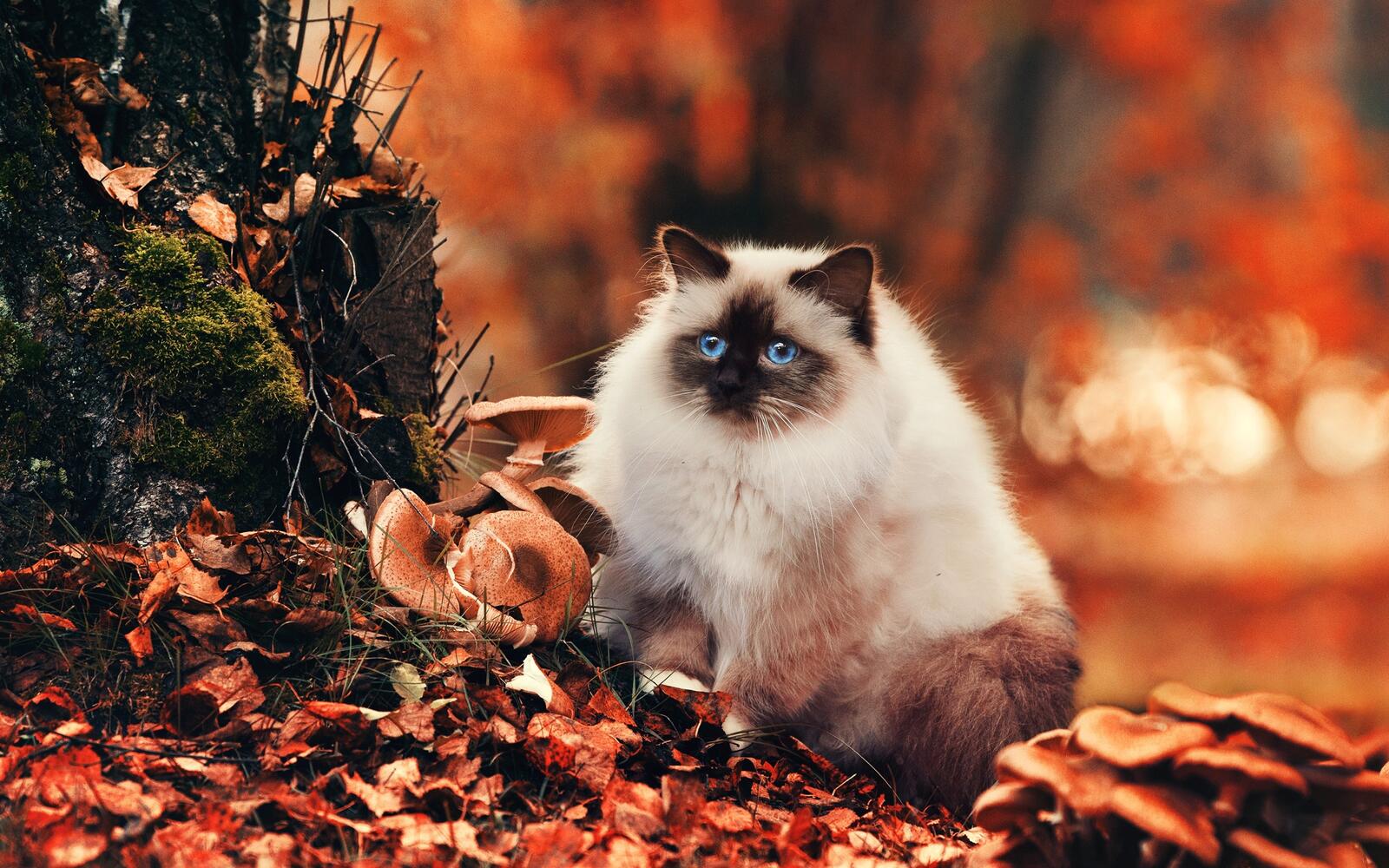 Wallpapers fluffy cat autumn cute on the desktop