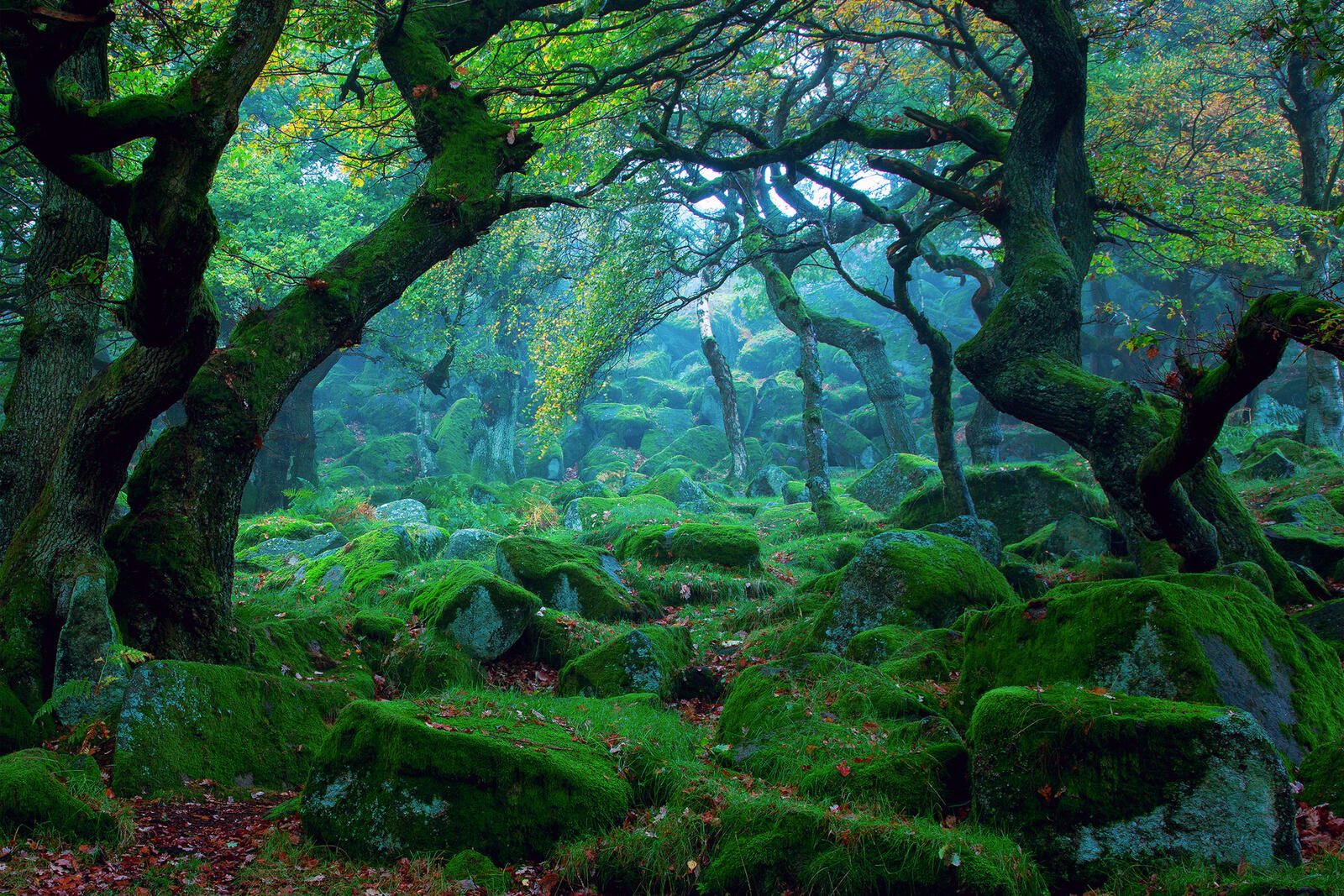 Wallpapers the old forest wonderful like a fairy tale on the desktop