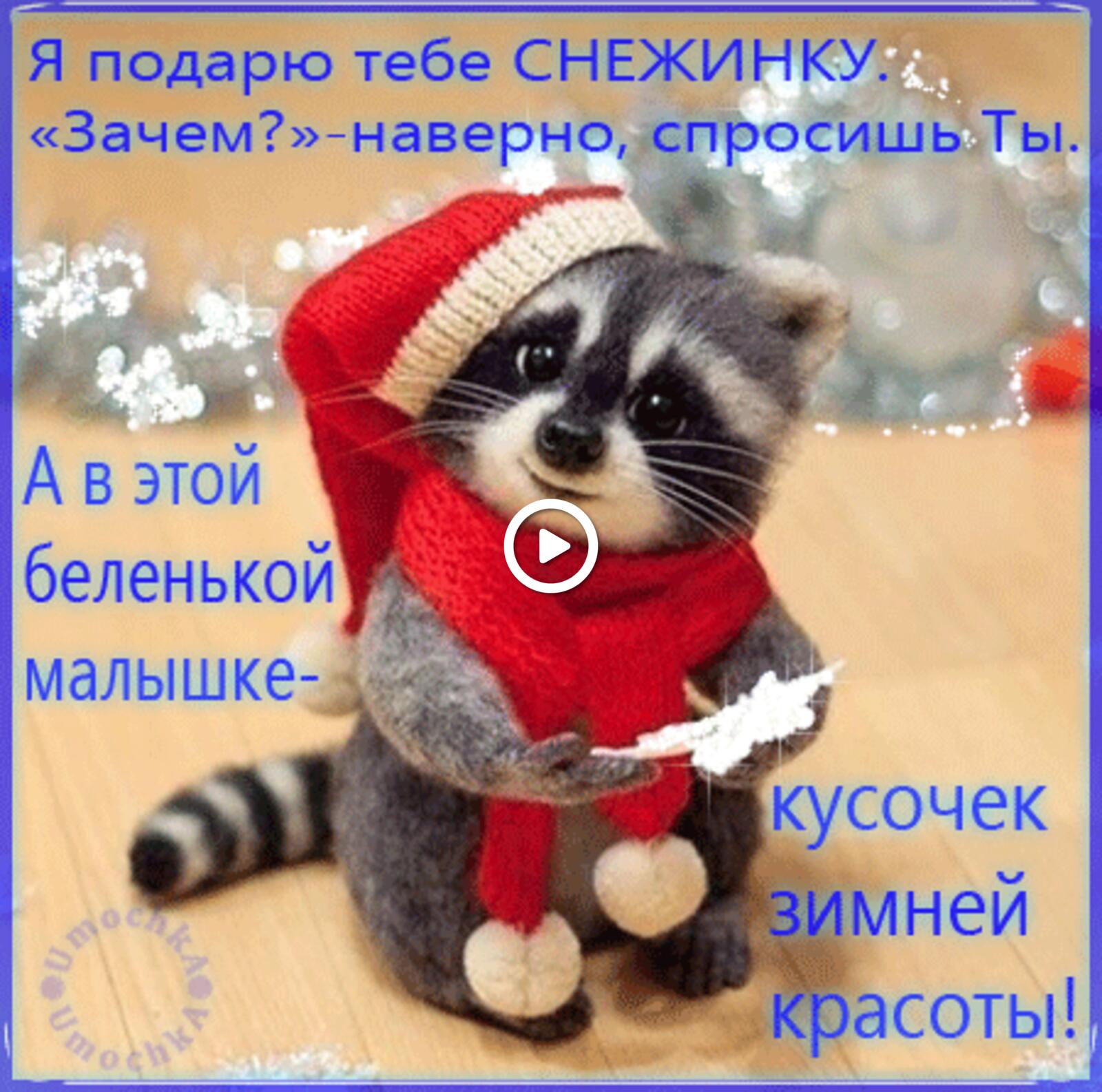 A postcard on the subject of pictures smile it`s for you animals raccoon for free