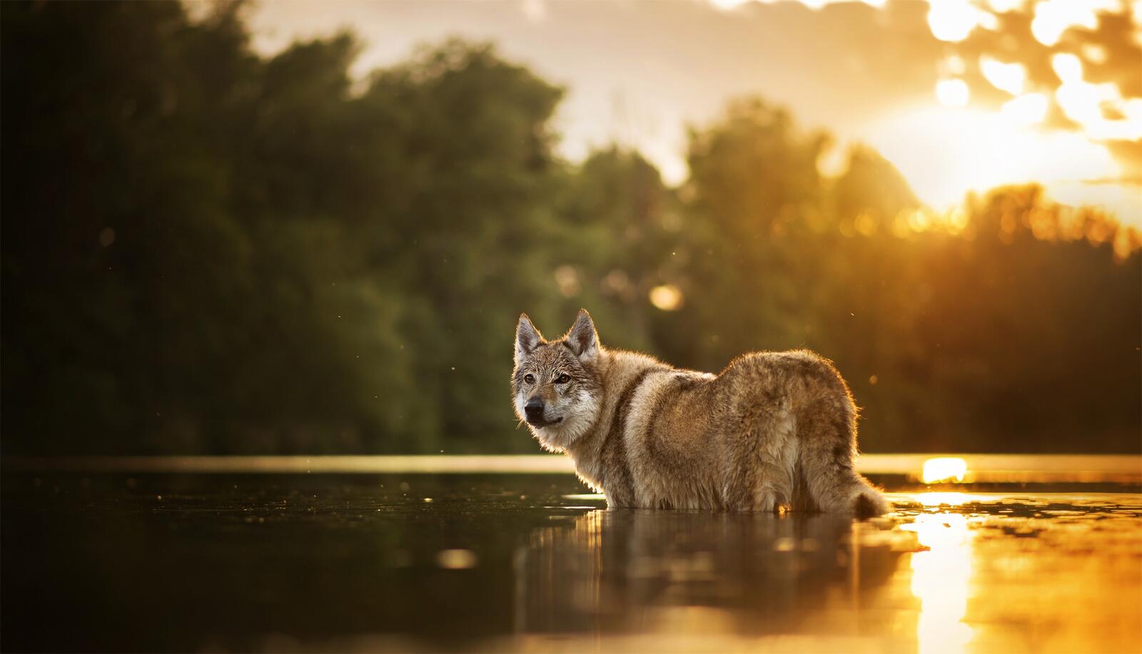Free photo Wolf crossing the river