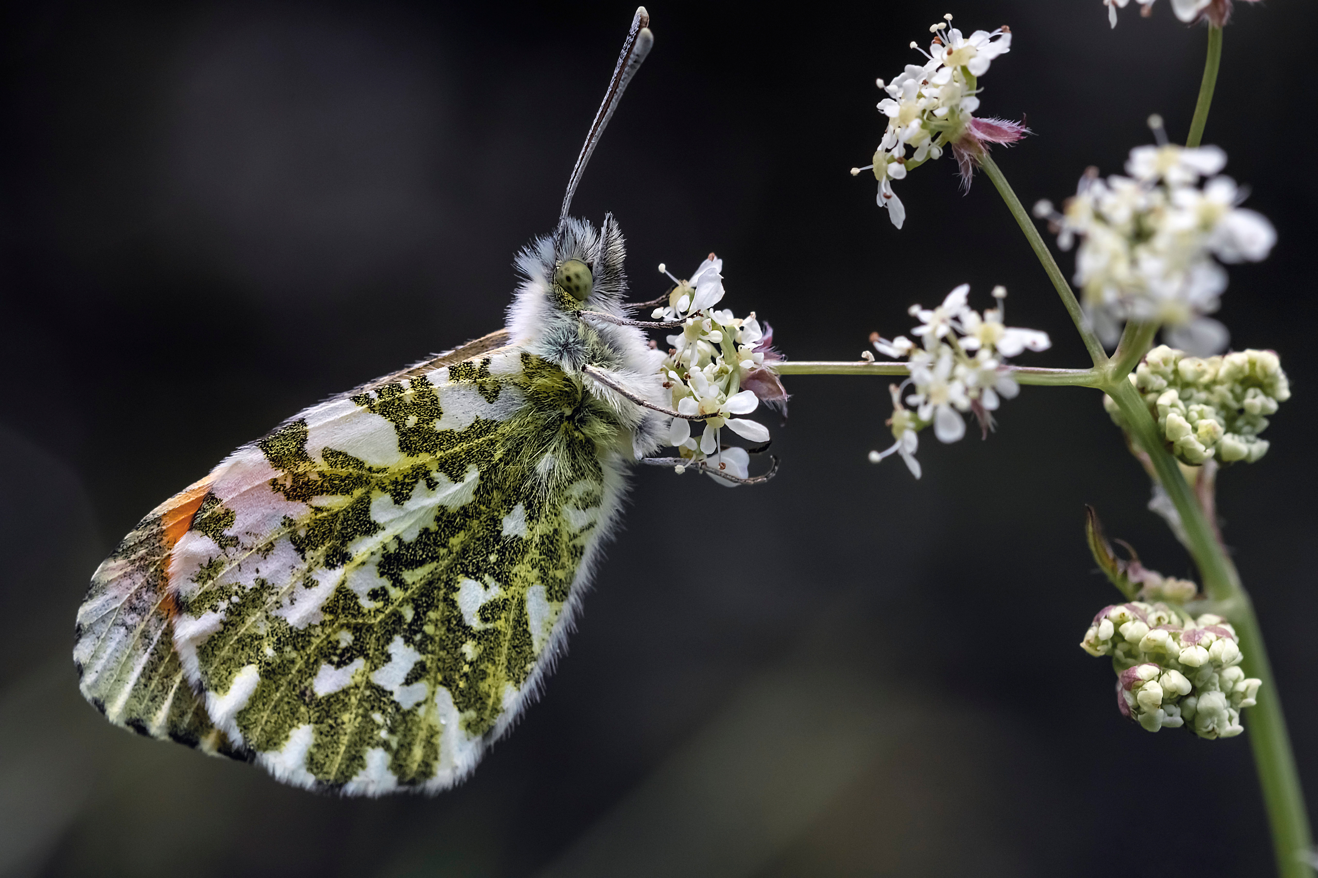 Фото бесплатно бабочка, макросъемка, насекомое