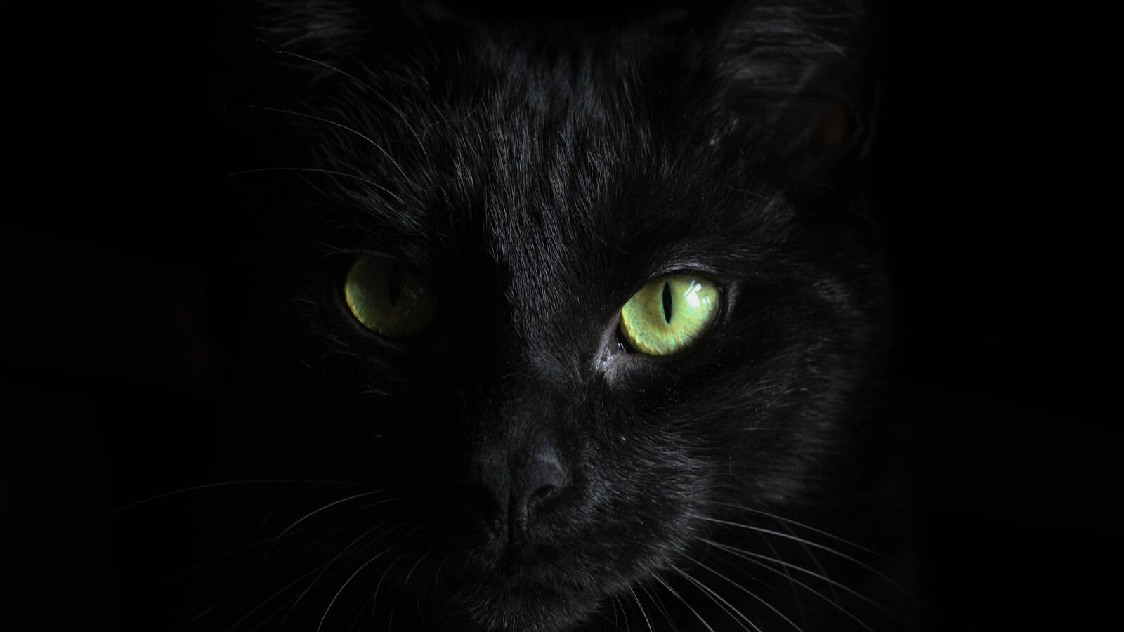 Обои черная кошка глаза котенок на рабочий стол