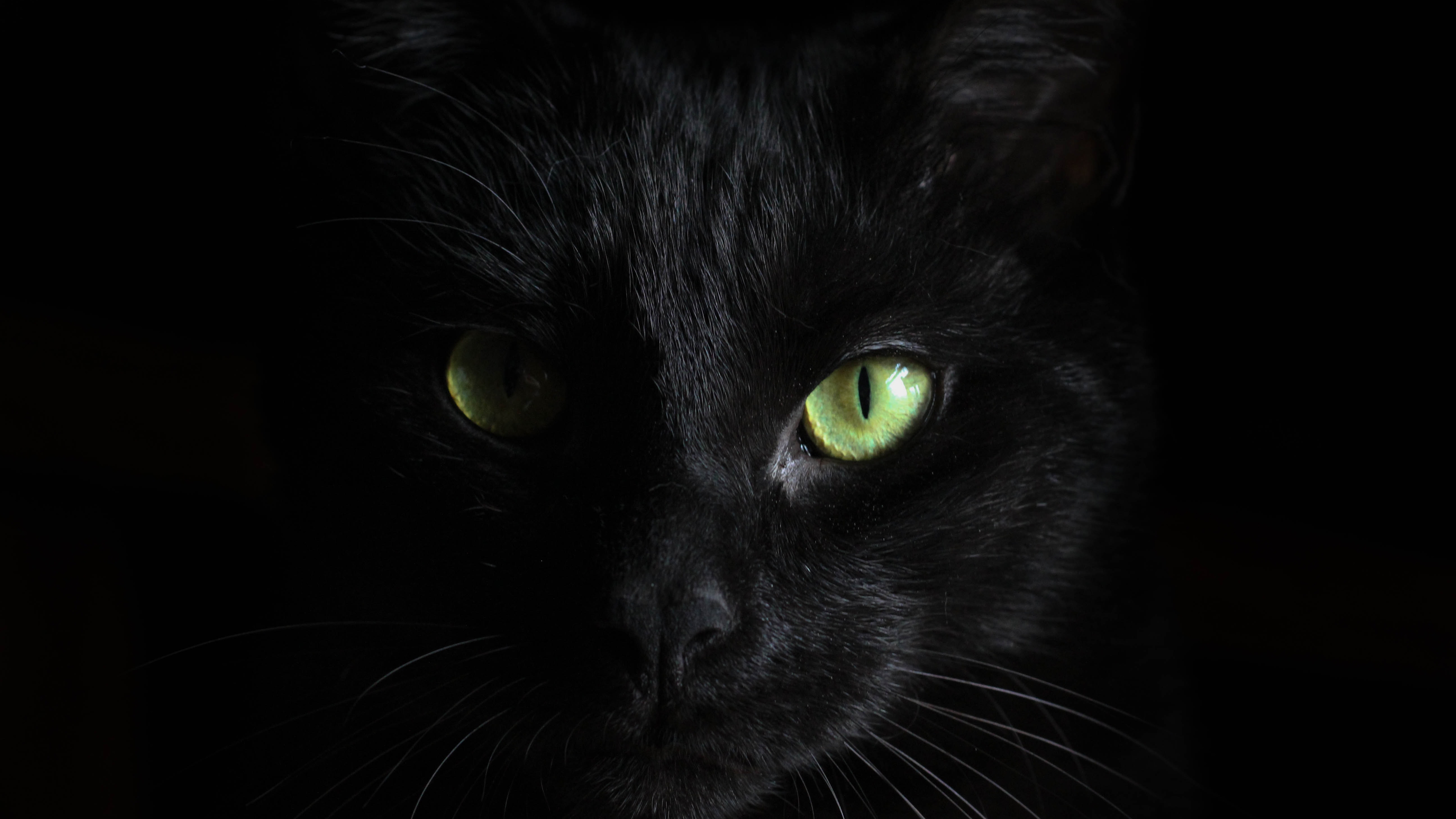 Фото бесплатно черная кошка, глаза, котенок