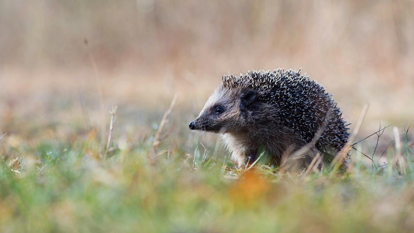 Free photo A hedgehog on a walk