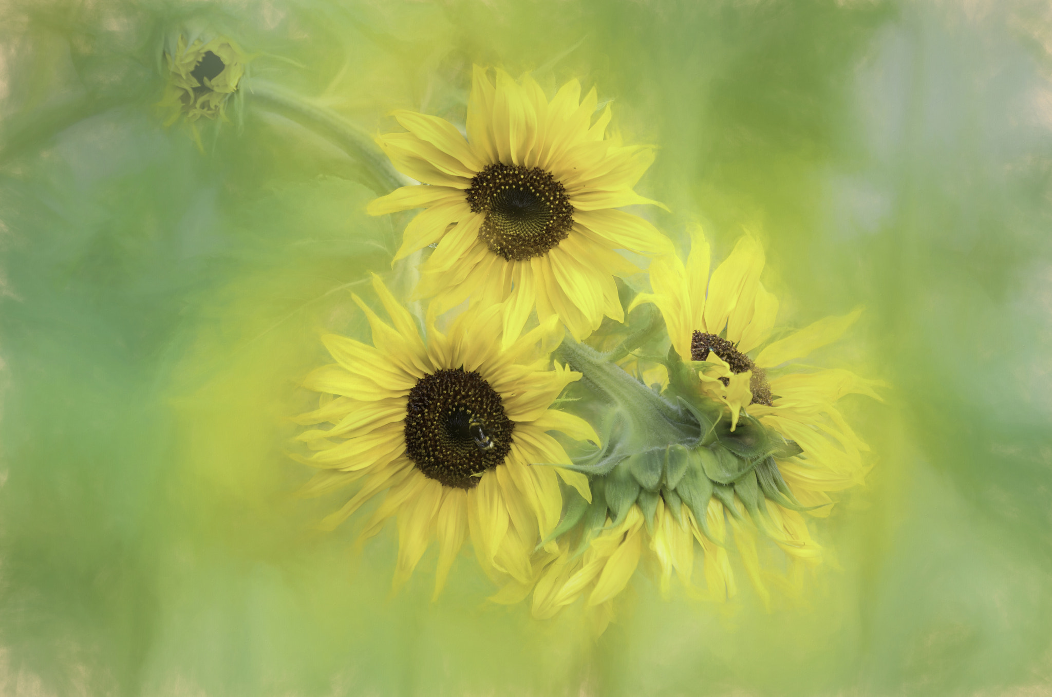 Wallpapers sunflowers flowers blossom on the desktop