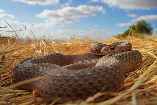 A venomous snake resting on straw.