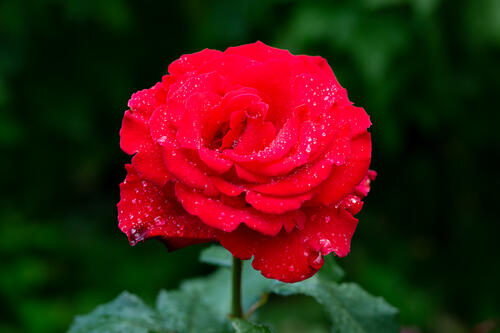 Rose in drops of rain