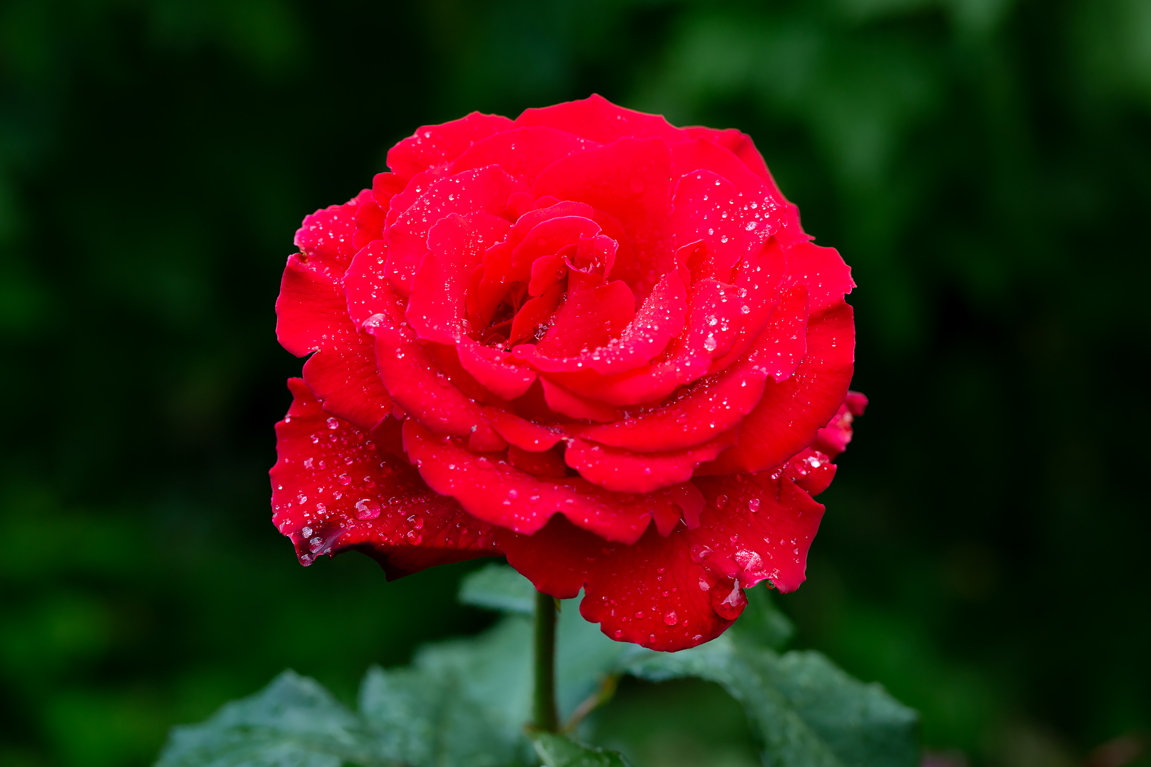 Free photo Rose in drops of rain