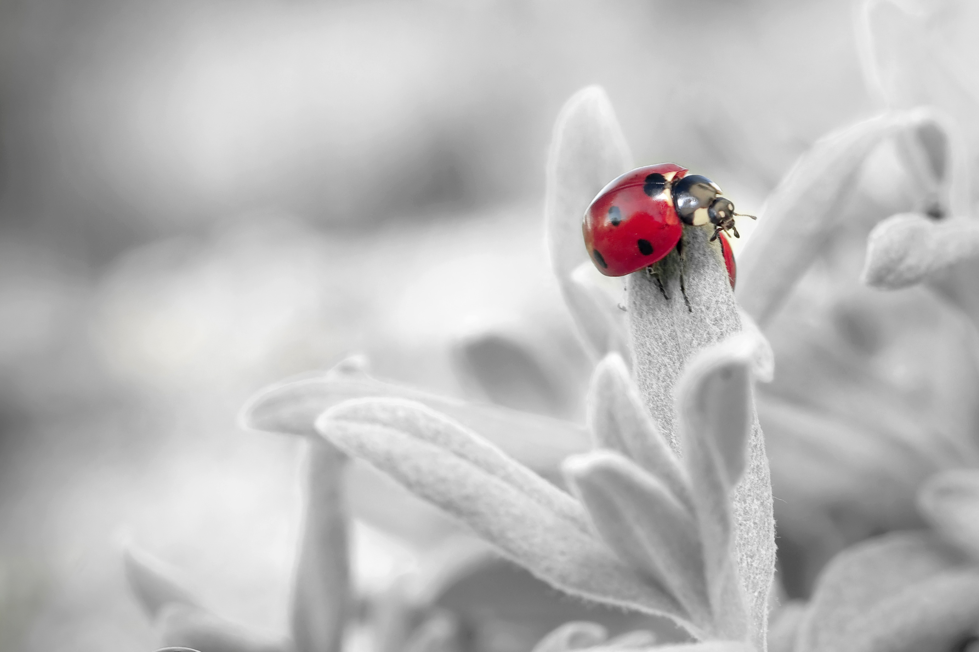 Wallpapers ladybug plant monochrome on the desktop