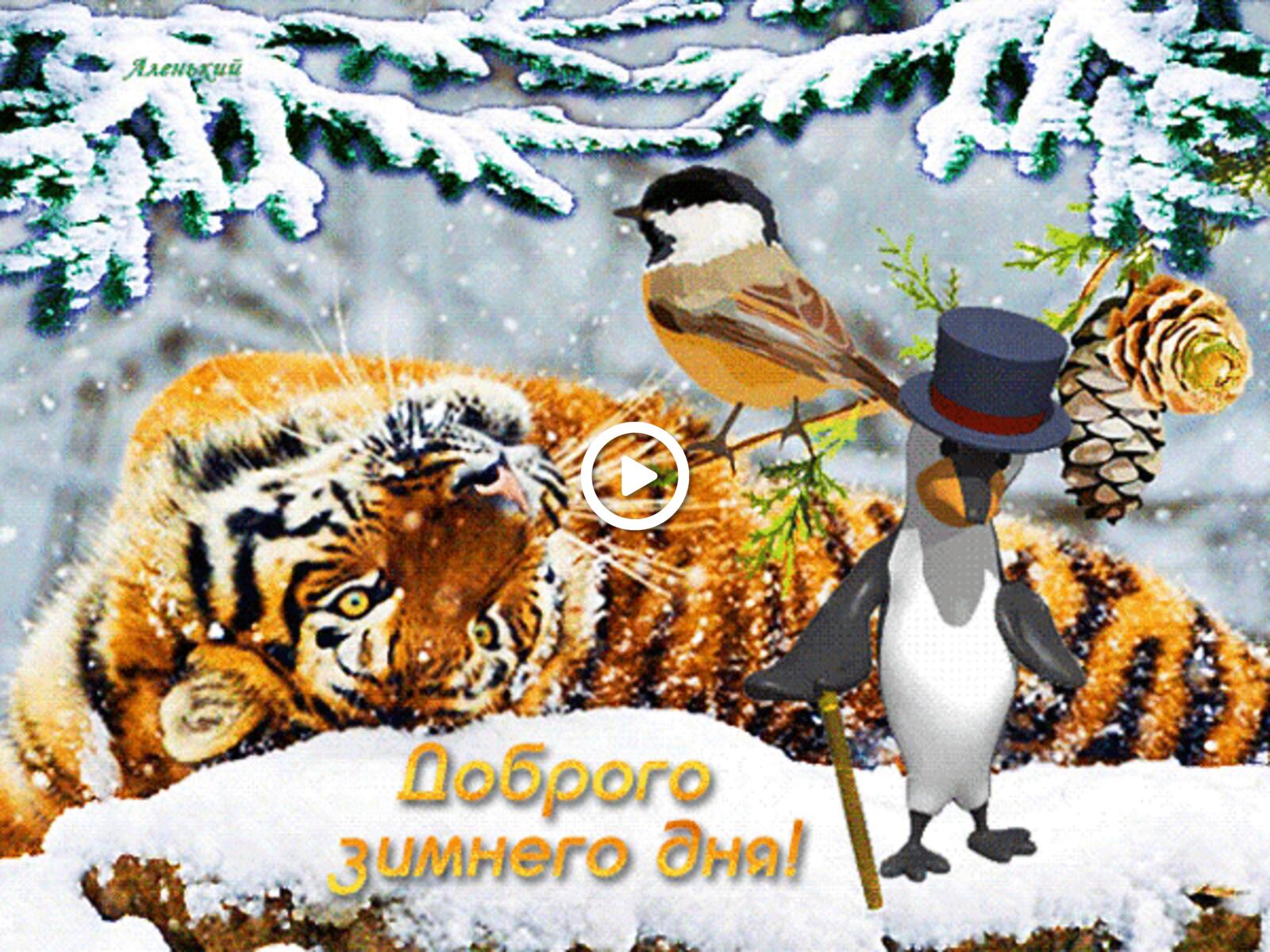 A postcard on the subject of penguin good winter morning good winter morning pictures animation for free