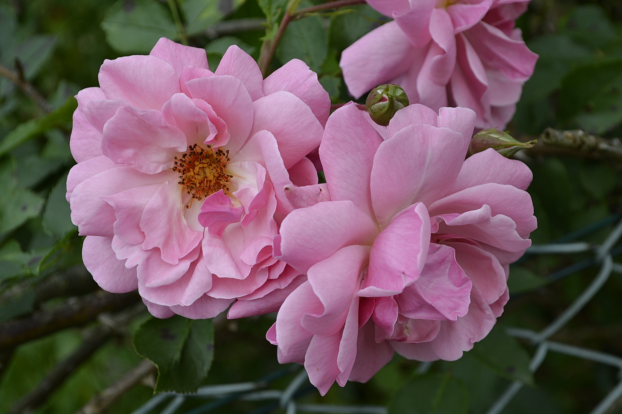 Фото бесплатно розовые лепестки, роза, маленькие цветы