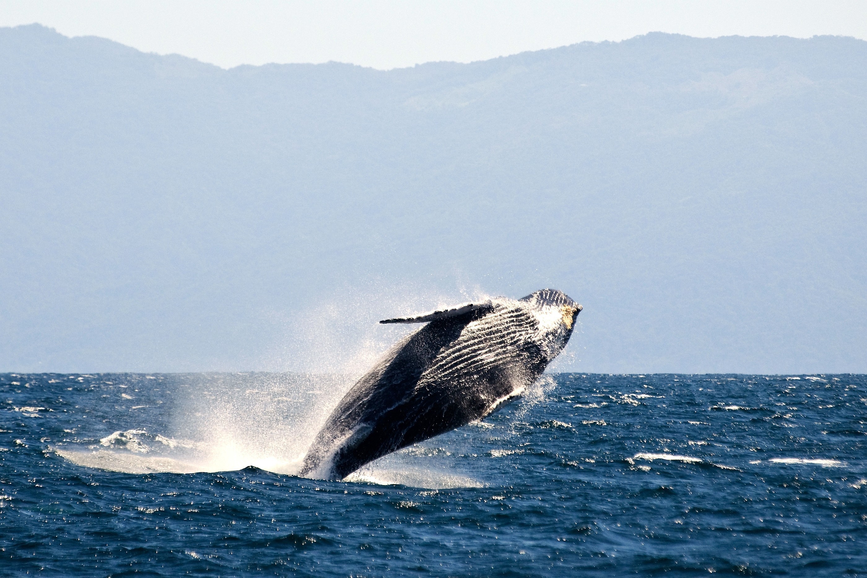 Photo free sea, whale, underwater world