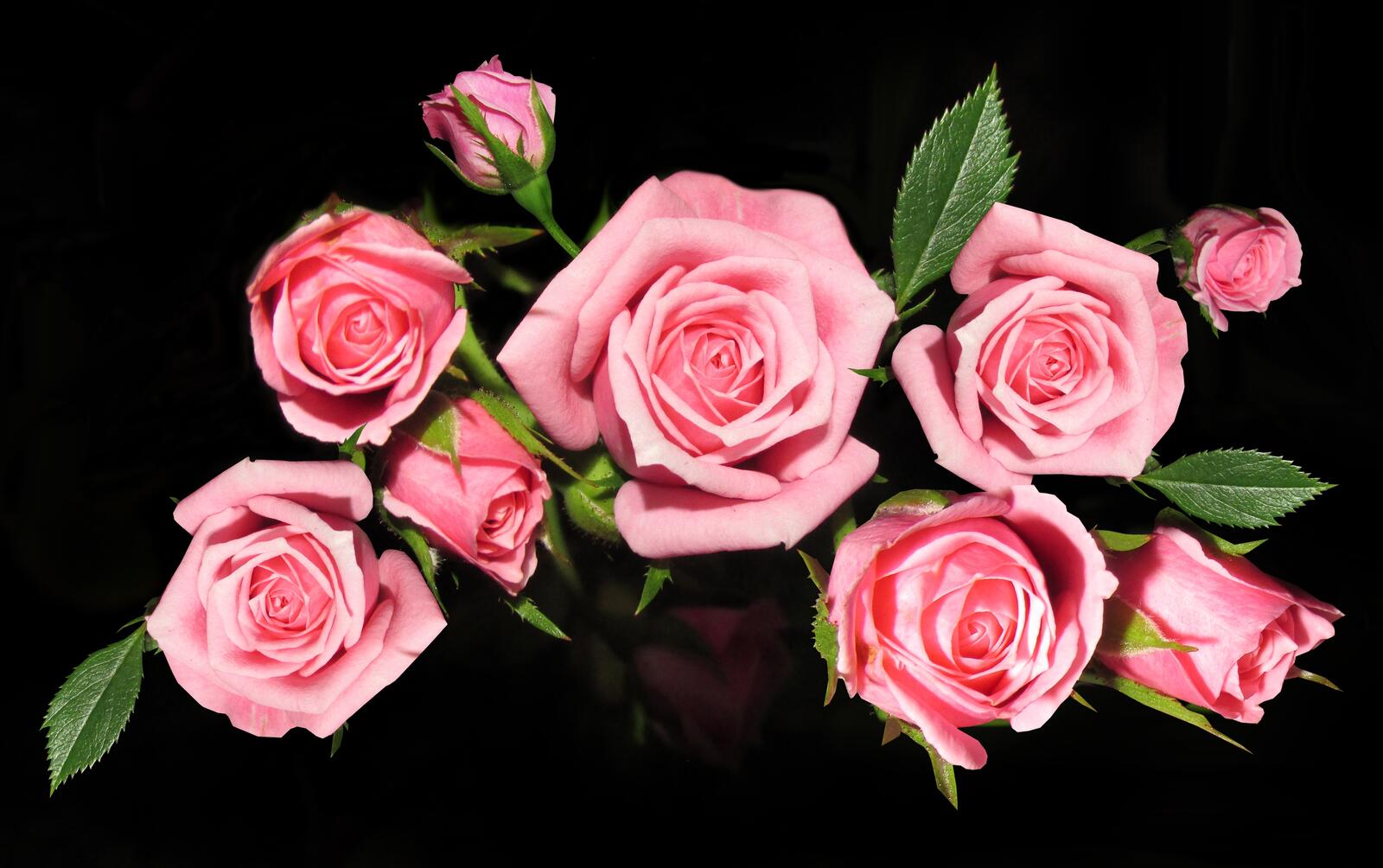 桌面上的壁纸粉红的花 粉红色 蔷薇花蕾