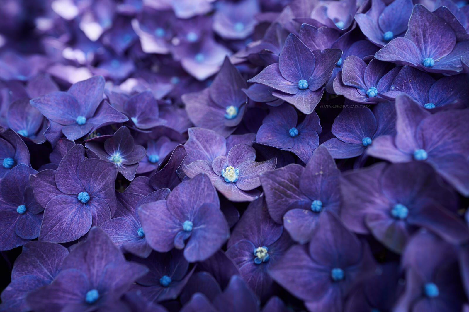 Wallpapers hydrangea flowers violet on the desktop
