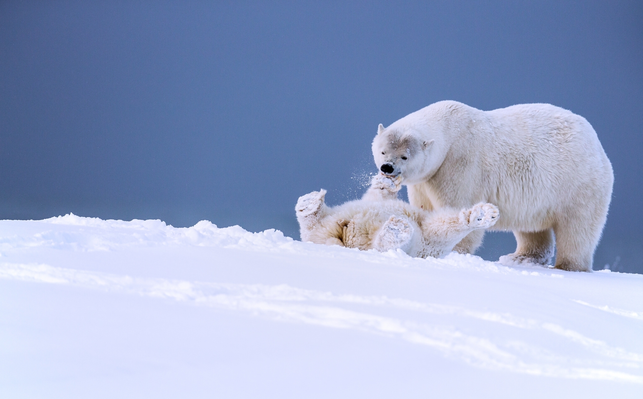 Photo free polar bears, cub, snow