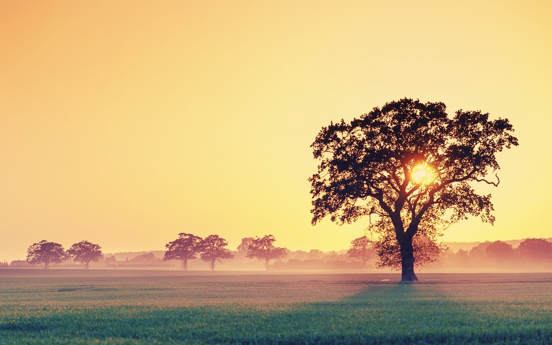 Фото бесплатно дерево, солнце, ветви
