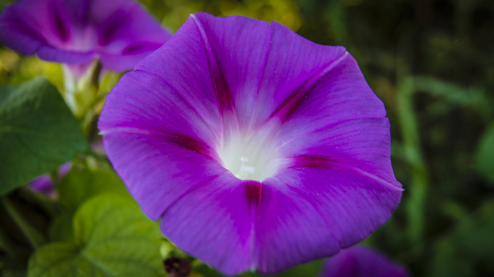 免费照片卷曲的花。紫色。爬山虎。一年生花。