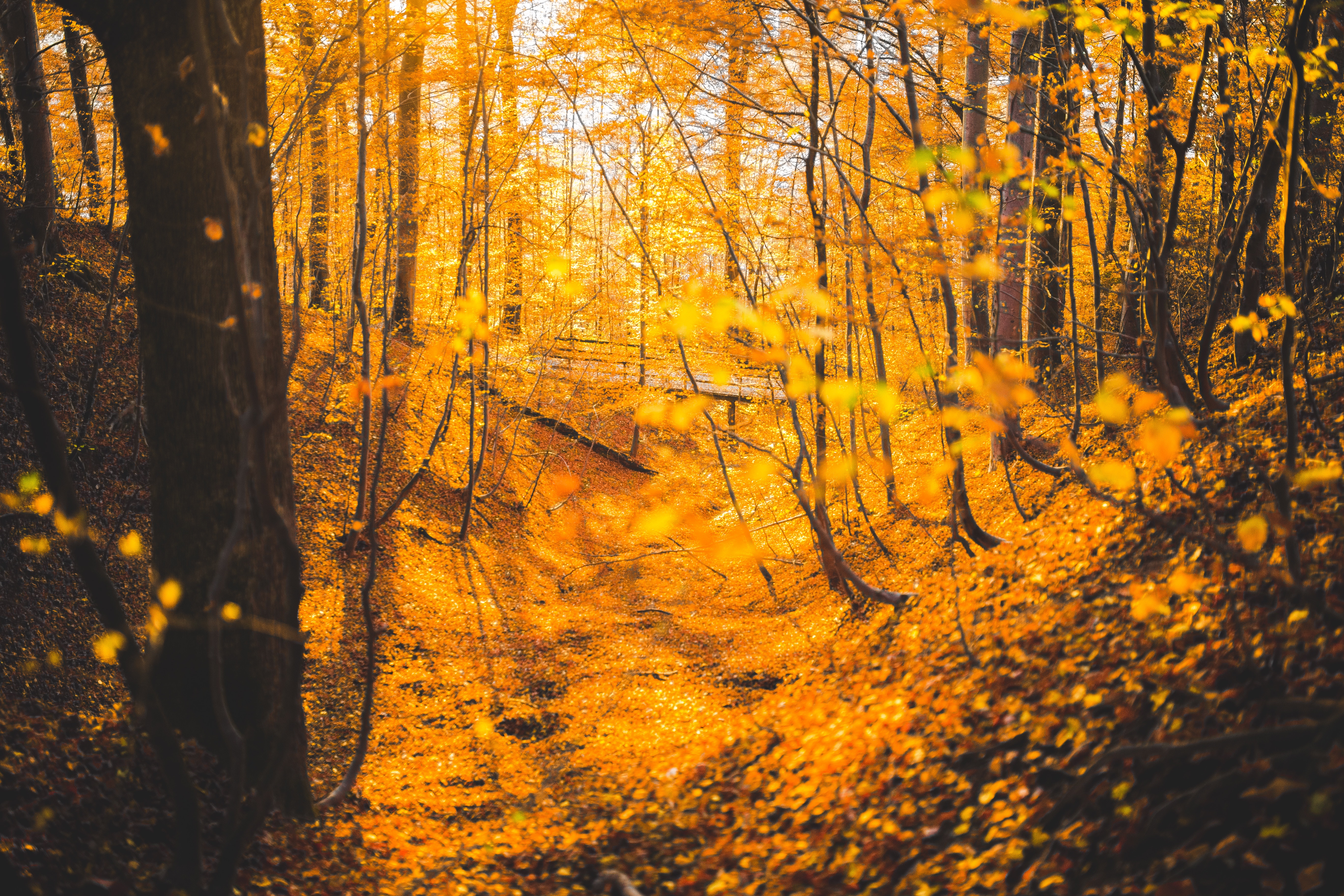 Фото бесплатно листва, желтые листья, лес