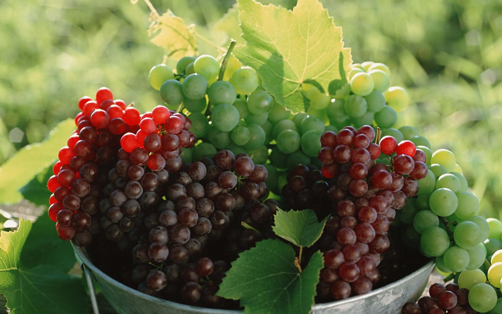Обои виноград фрукты листья на рабочий стол