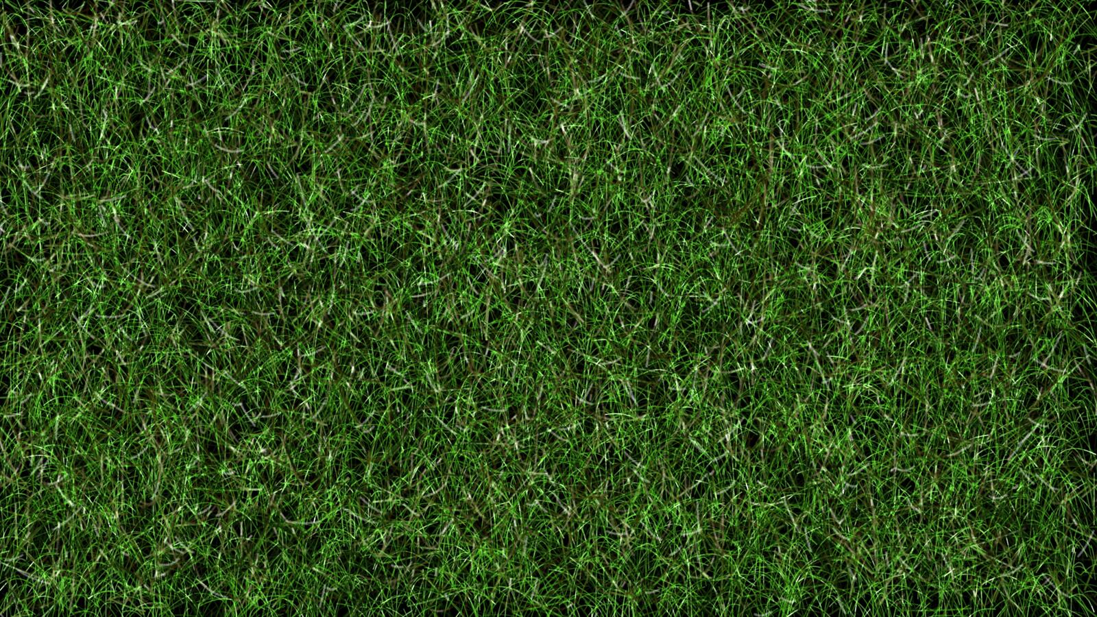 Wallpapers grass plant field on the desktop