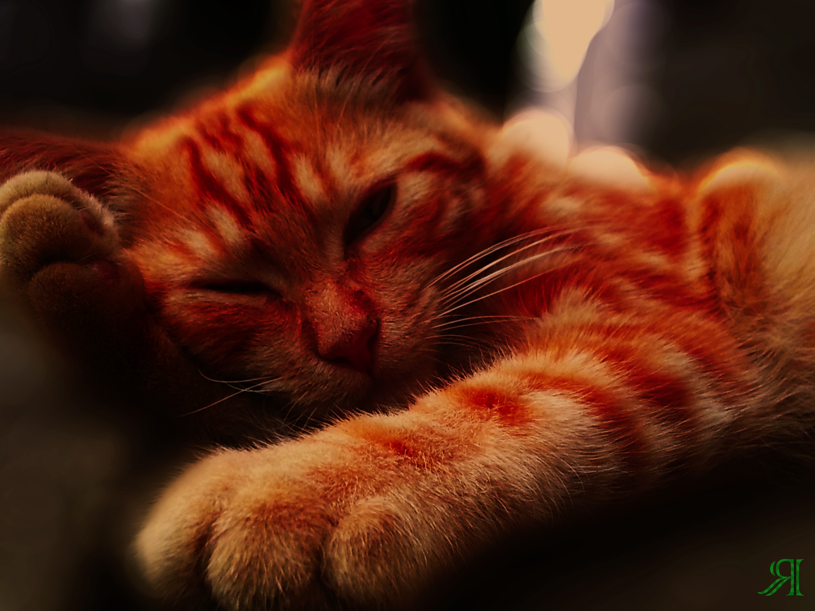 Wallpapers cat red nose on the desktop