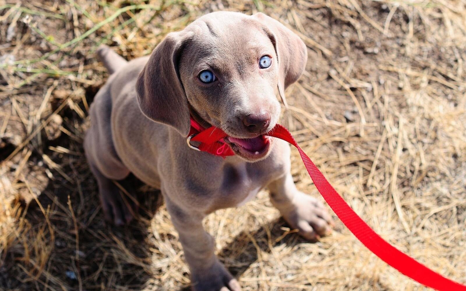 Wallpapers cute puppy blue eyes animals on the desktop