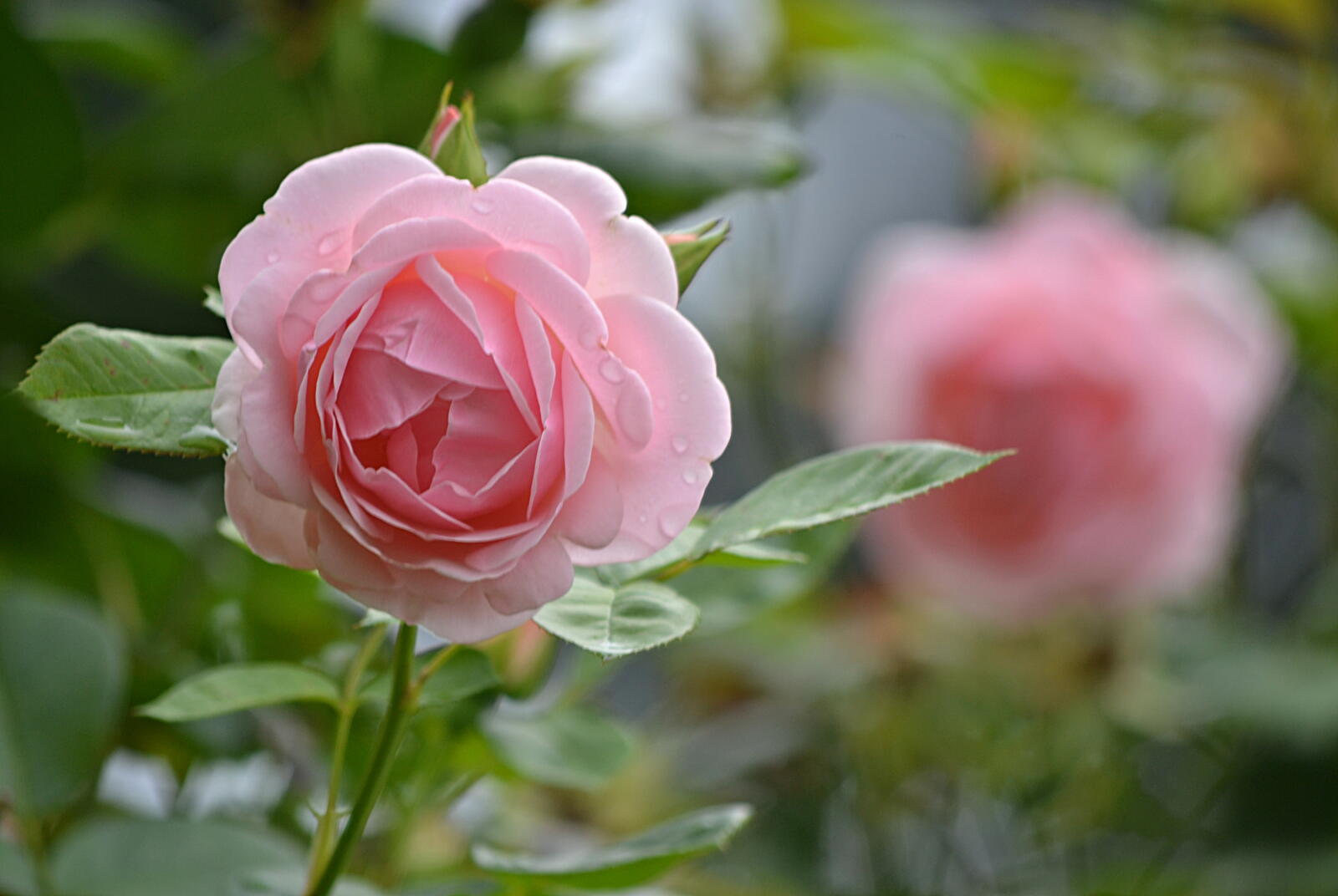 Бесплатное фото Розовые розы