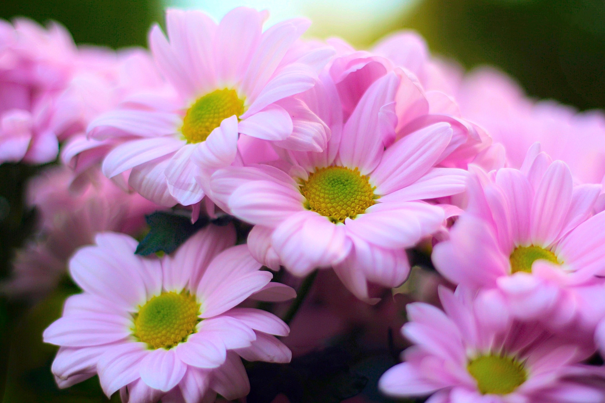 桌面上的壁纸粉红色的菊花 花 鲜花