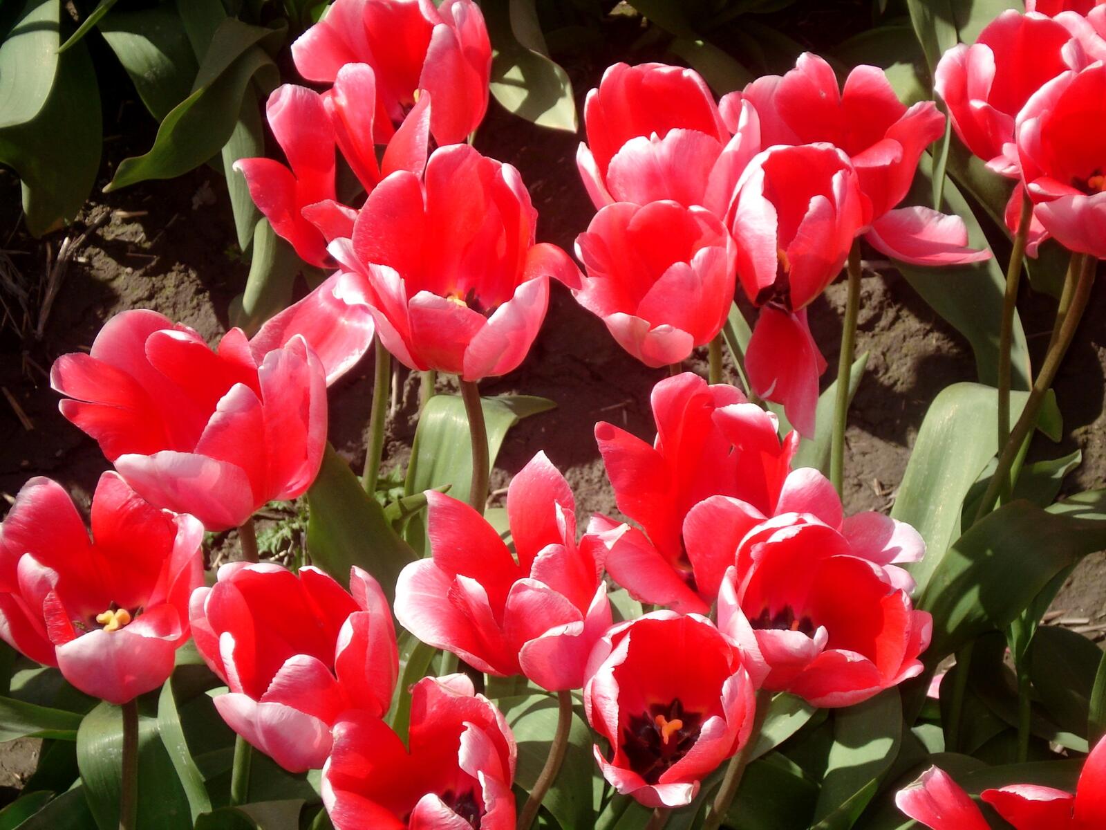 Обои тюльпаны свободные весна на рабочий стол