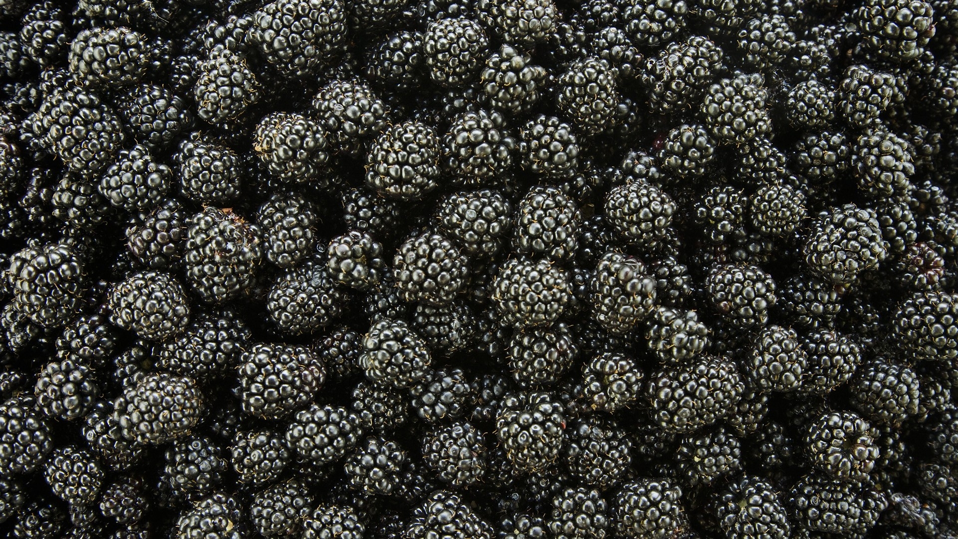 一大堆黑莓