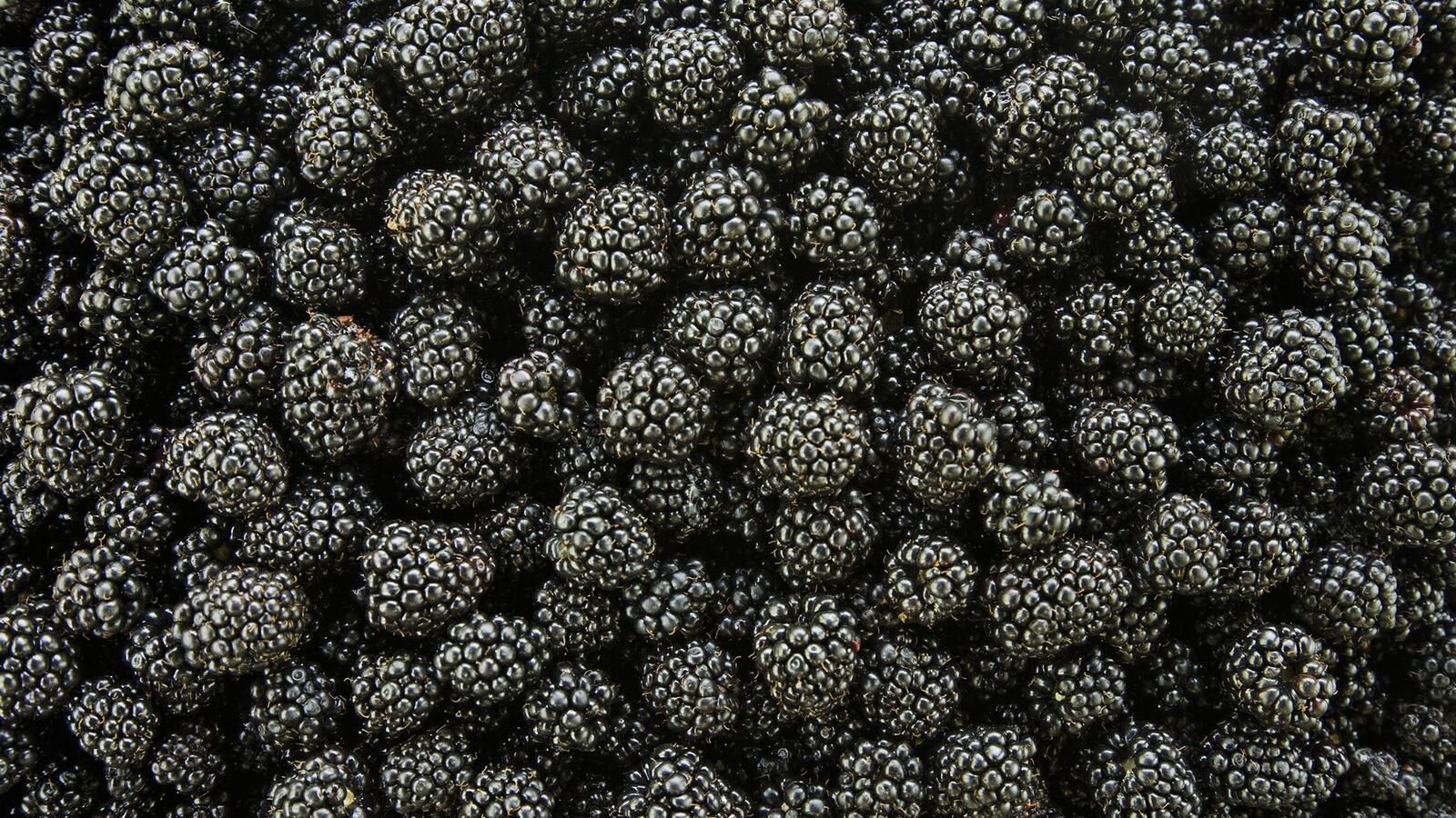 Free photo A big pile of blackberries