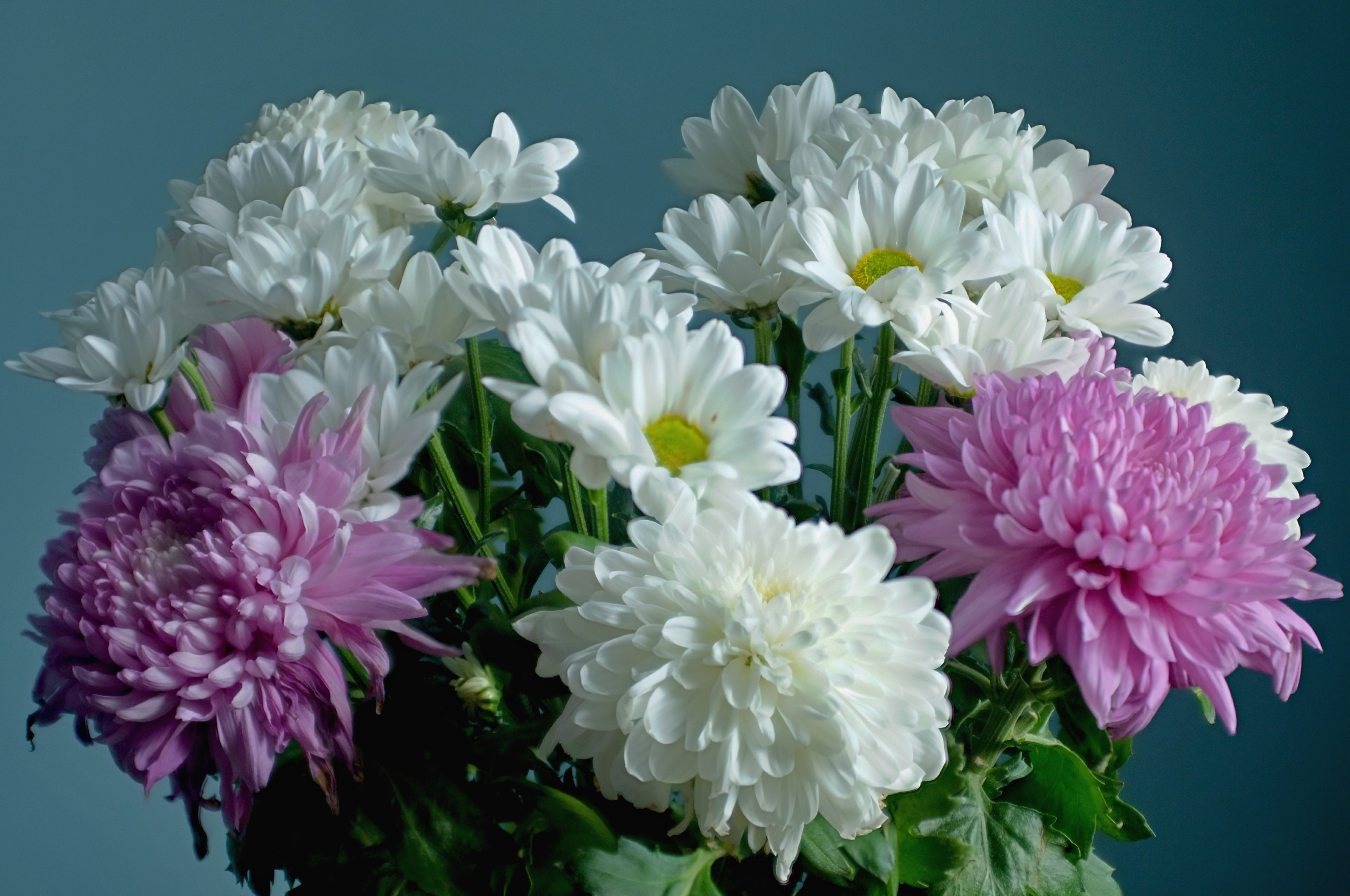 Фото хризантемы цветок цветы - бесплатные картинки на Fonwall