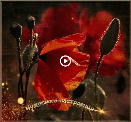 mood red poppies animation
