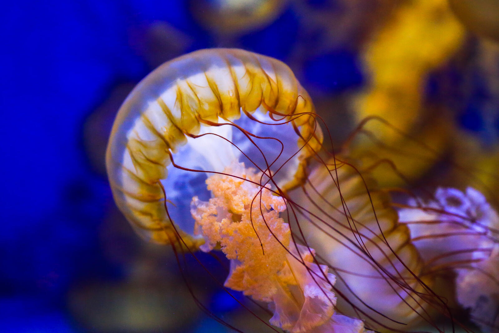 Бесплатное фото Большая медуза